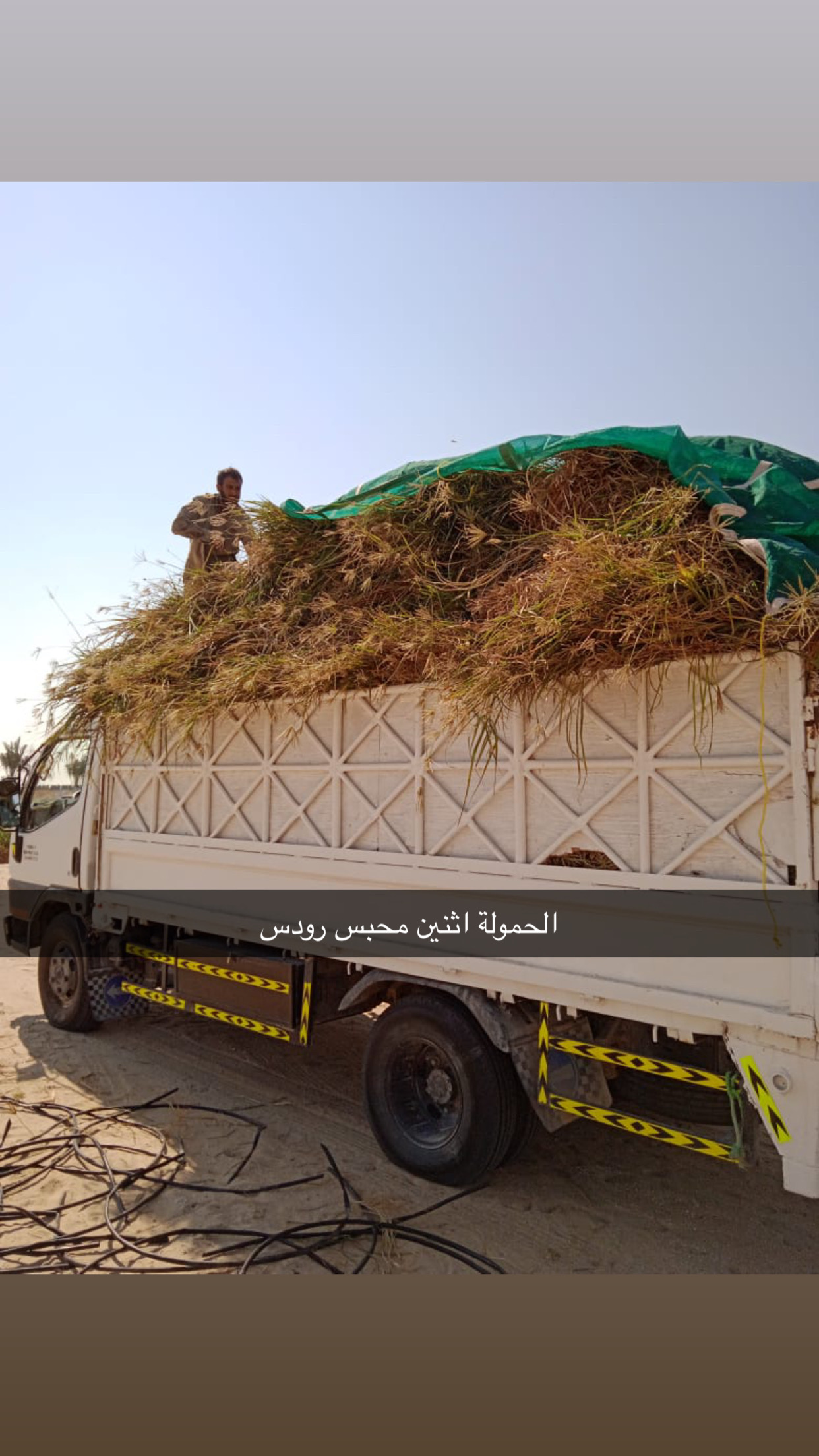 رودس للبيع الموقع الظفرة غياثي سعر المحبس 400 ومن فوق ثلاث محابس راح يكون سعر المحبس 350