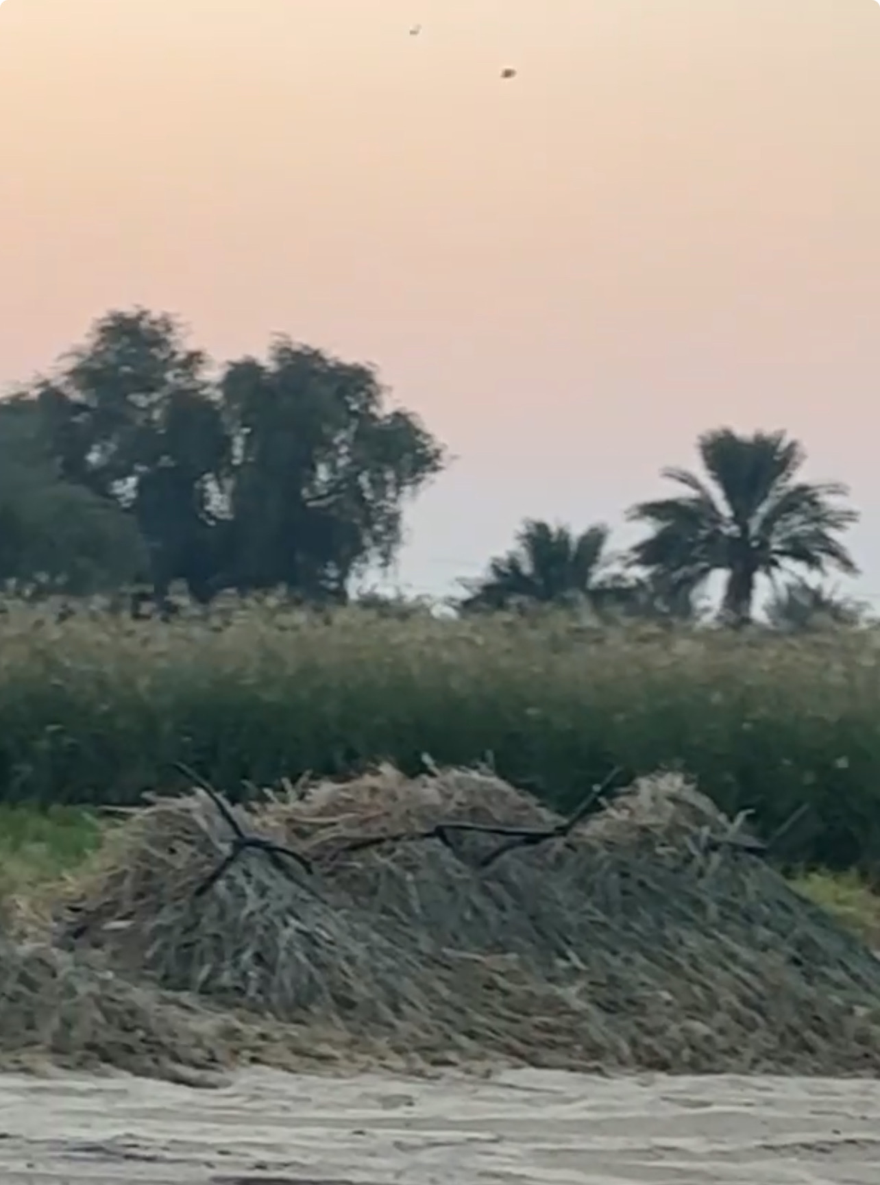 رودس للبيع الموقع الظفرة غياثي سعر المحبس 400 ومن فوق ثلاث محابس راح يكون سعر المحبس 350