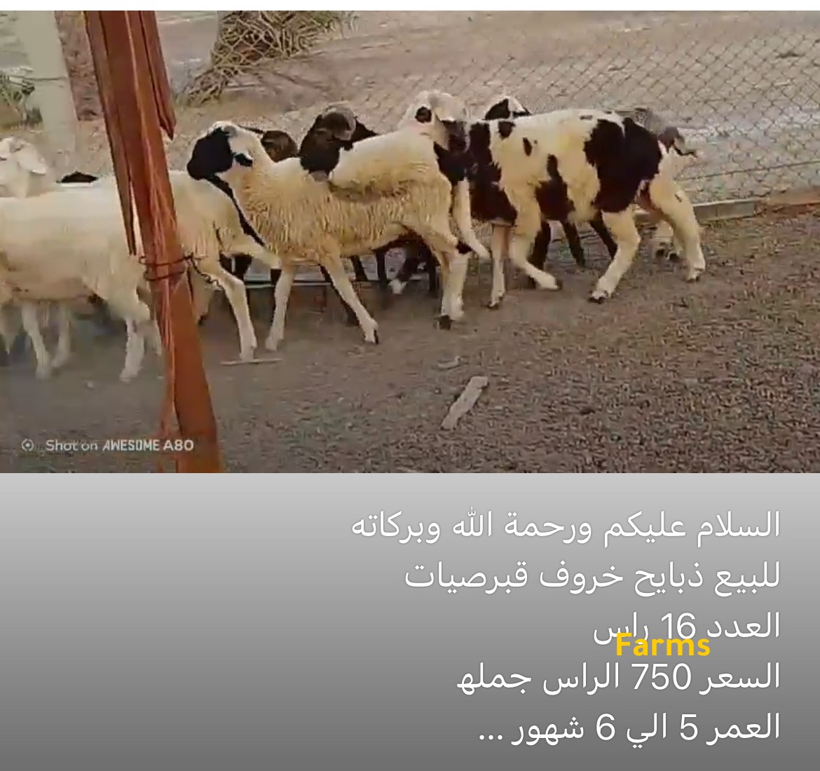 ذبايح خرفان قبرصيه