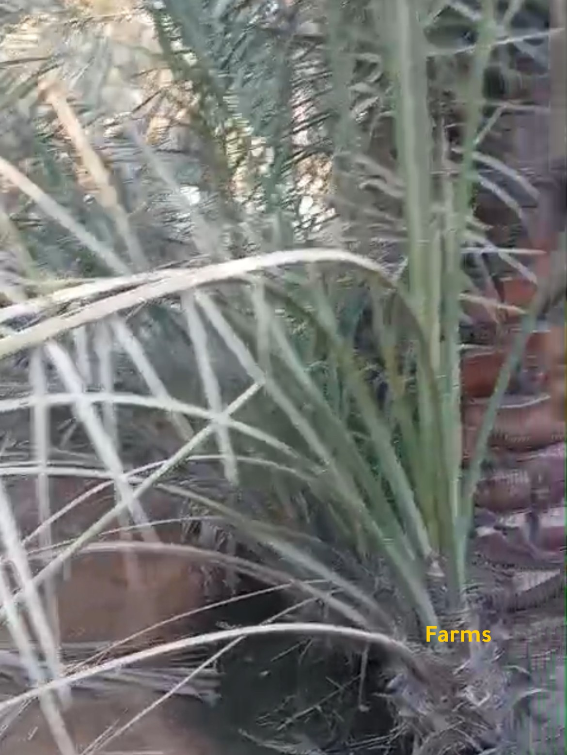 للبيع صرم خنيزي ولولو وجش