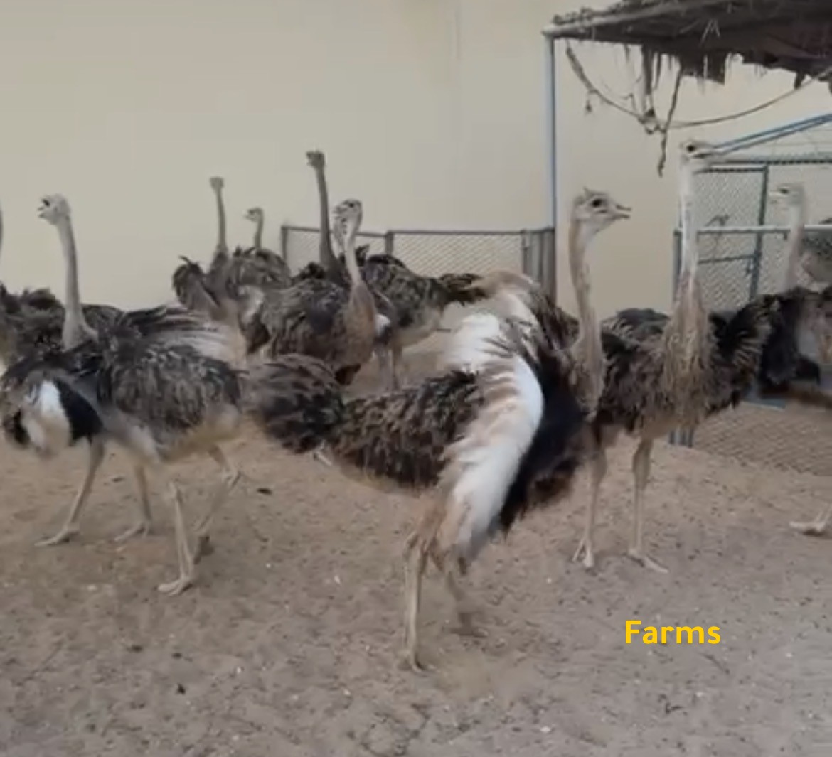 نعام بعمر 6 اشهر