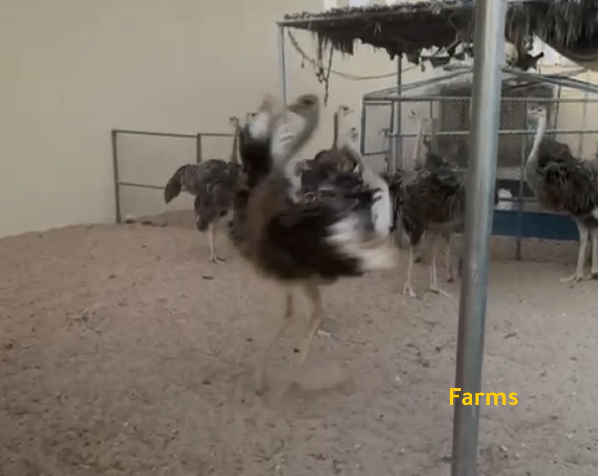 نعام بعمر 6 اشهر