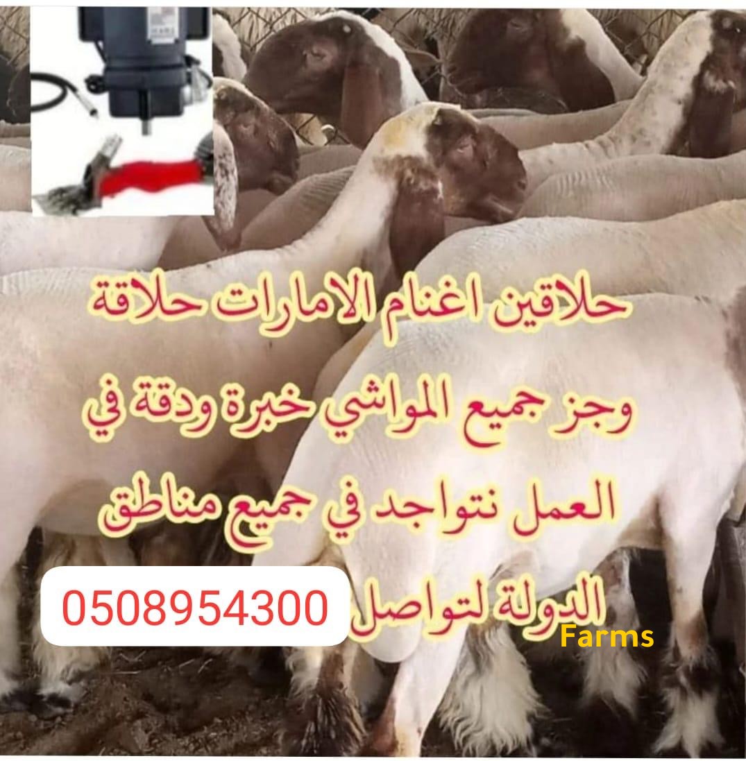حلاقين اغنام