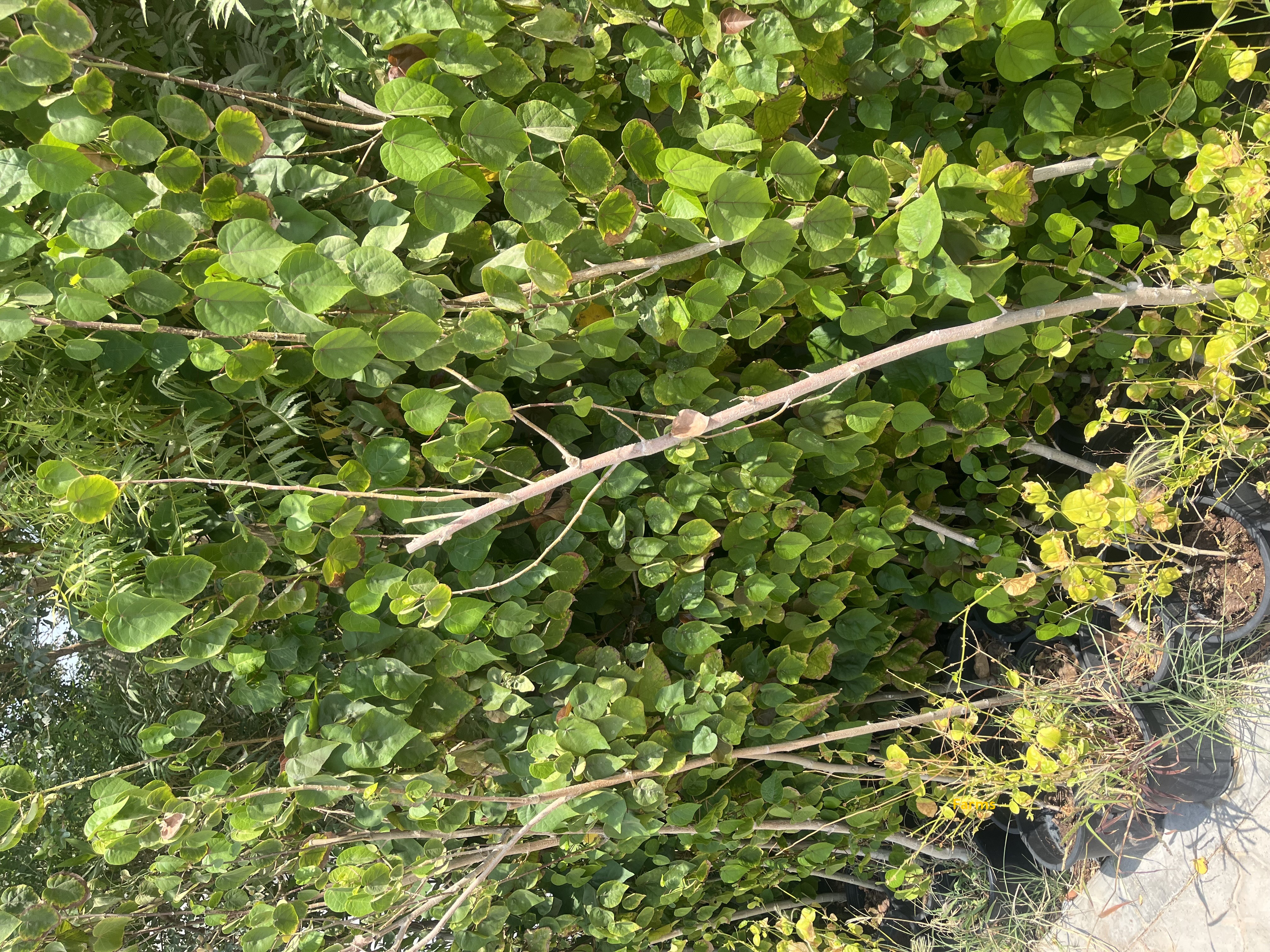 شتلات خبيز ساحلي ارتفاع فوق ال 1.5 متر