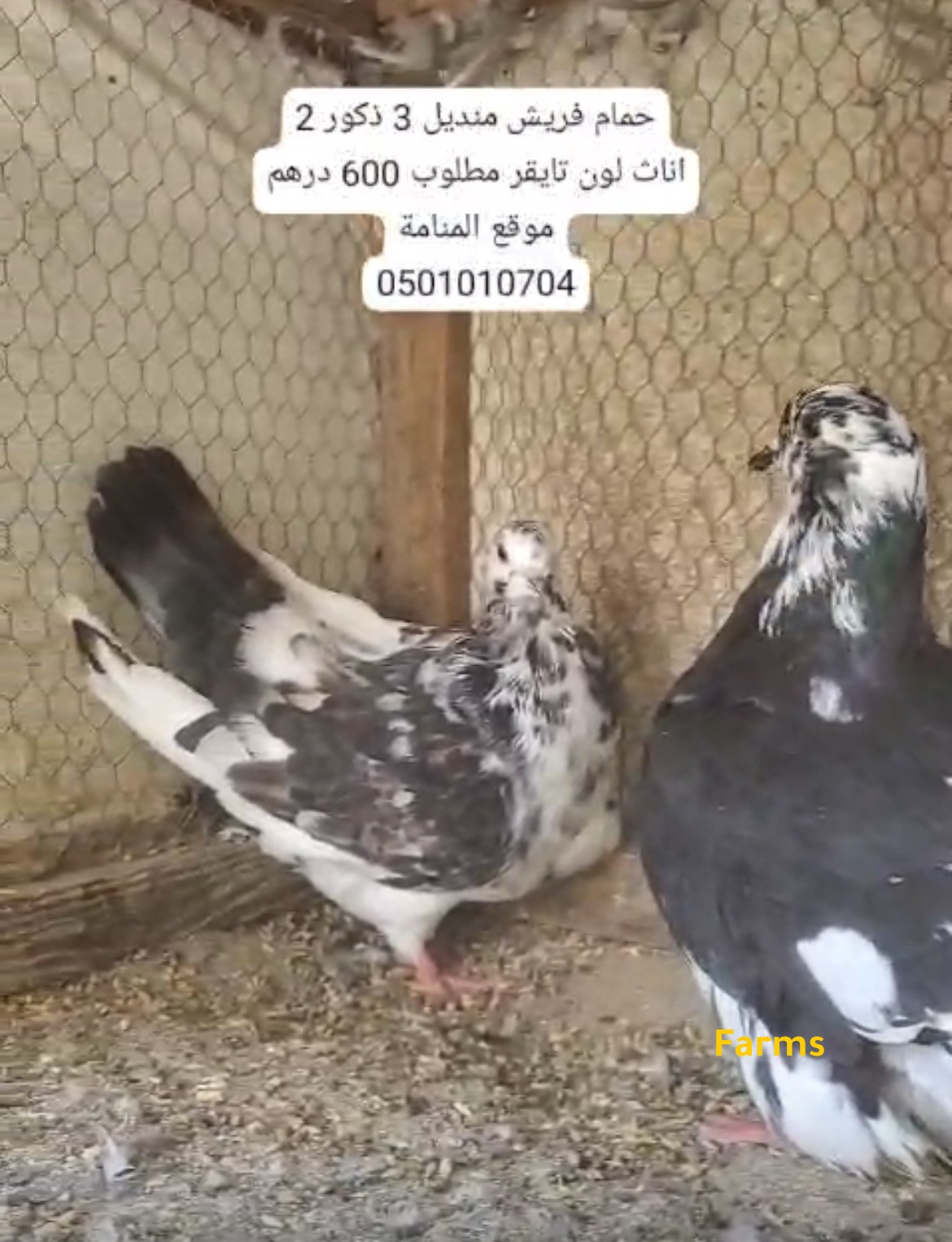 حمام فرش منديل