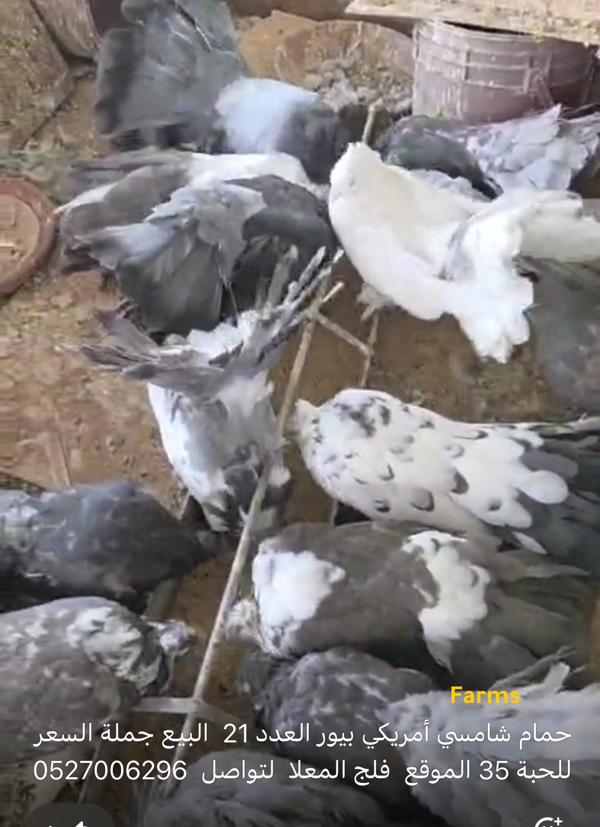 حمام شماسي امريكي