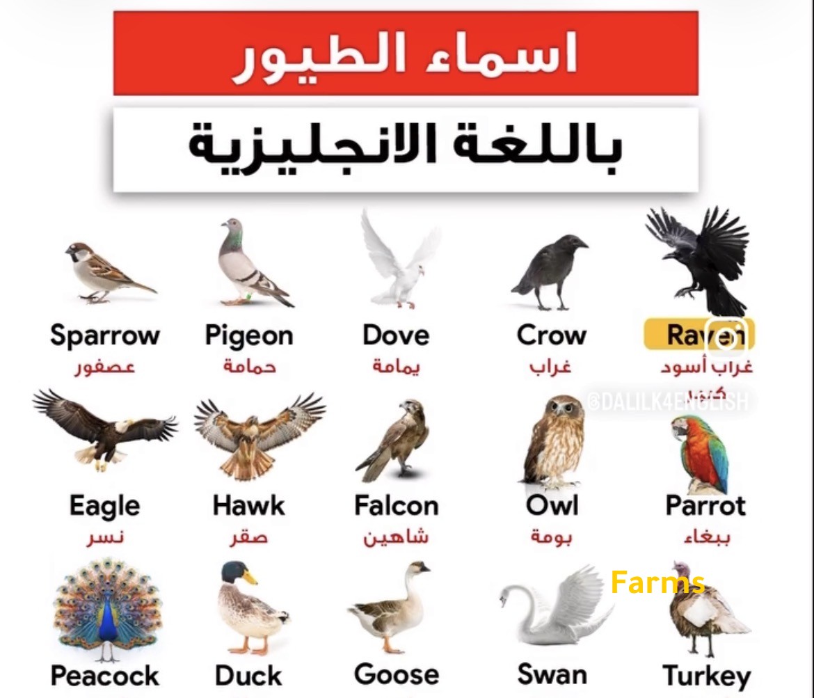 اسماء الطيور بالانجليزي 1