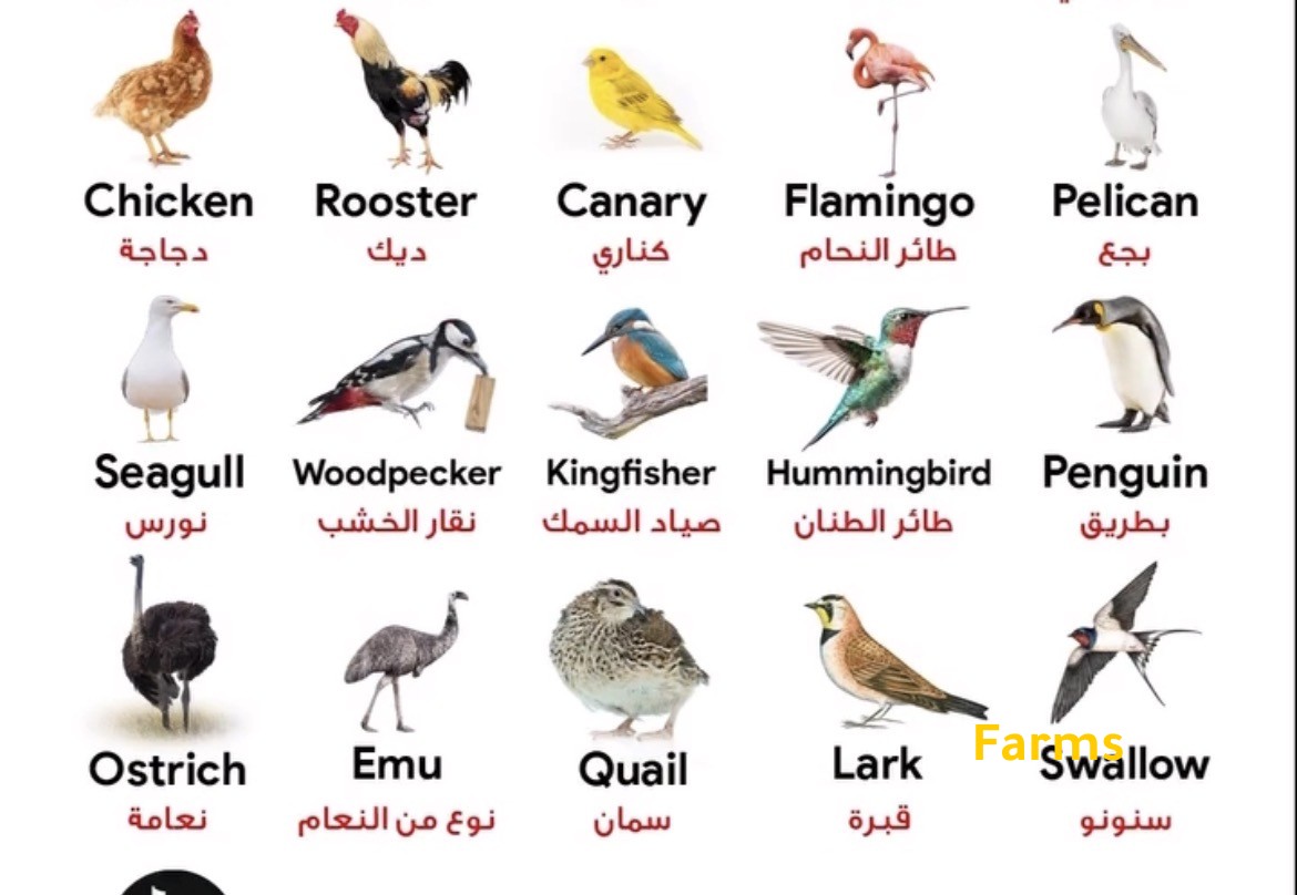 اسماء الطيور بالانجليزي 2