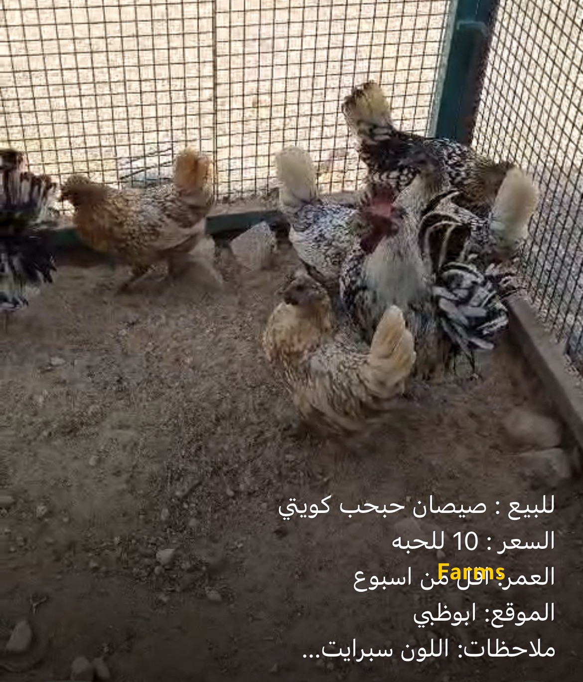 صيصان حبحب كويتي لون السبرايت