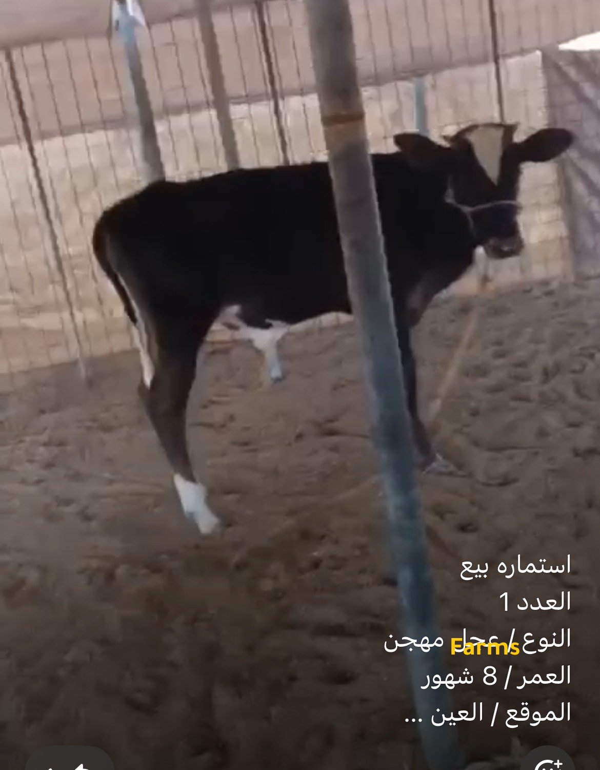 عجل مهجن العمر 8 اشهر