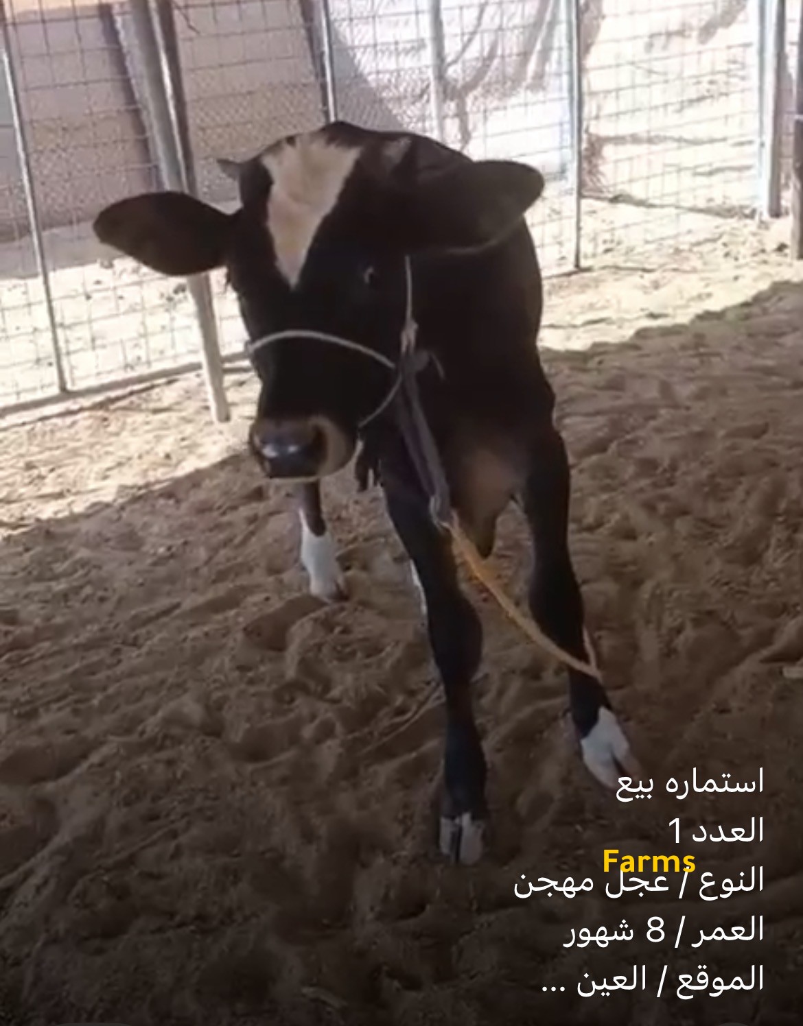 عجل مهجن العمر 8 اشهر