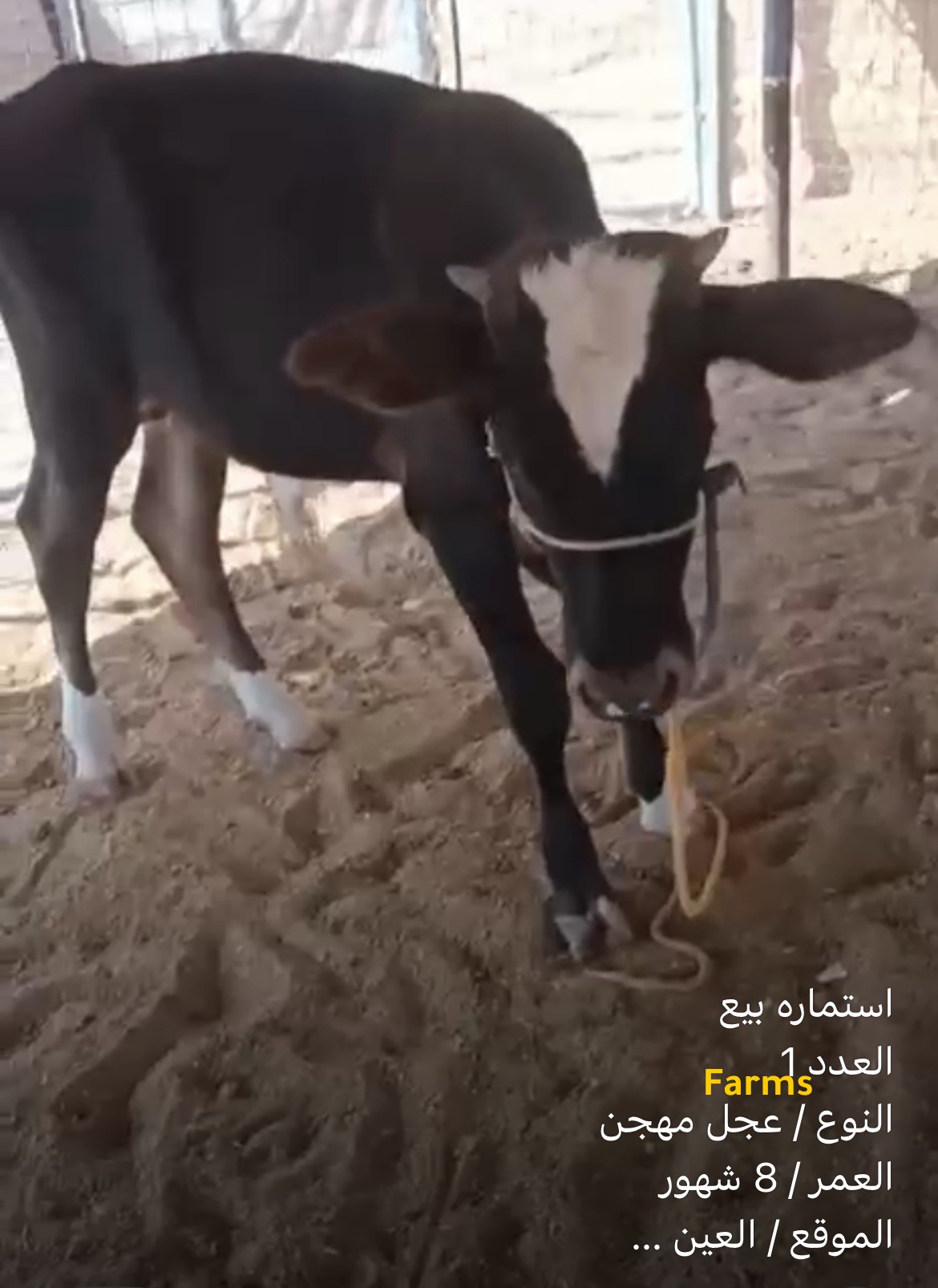 عجل مهجن العمر 8 اشهر