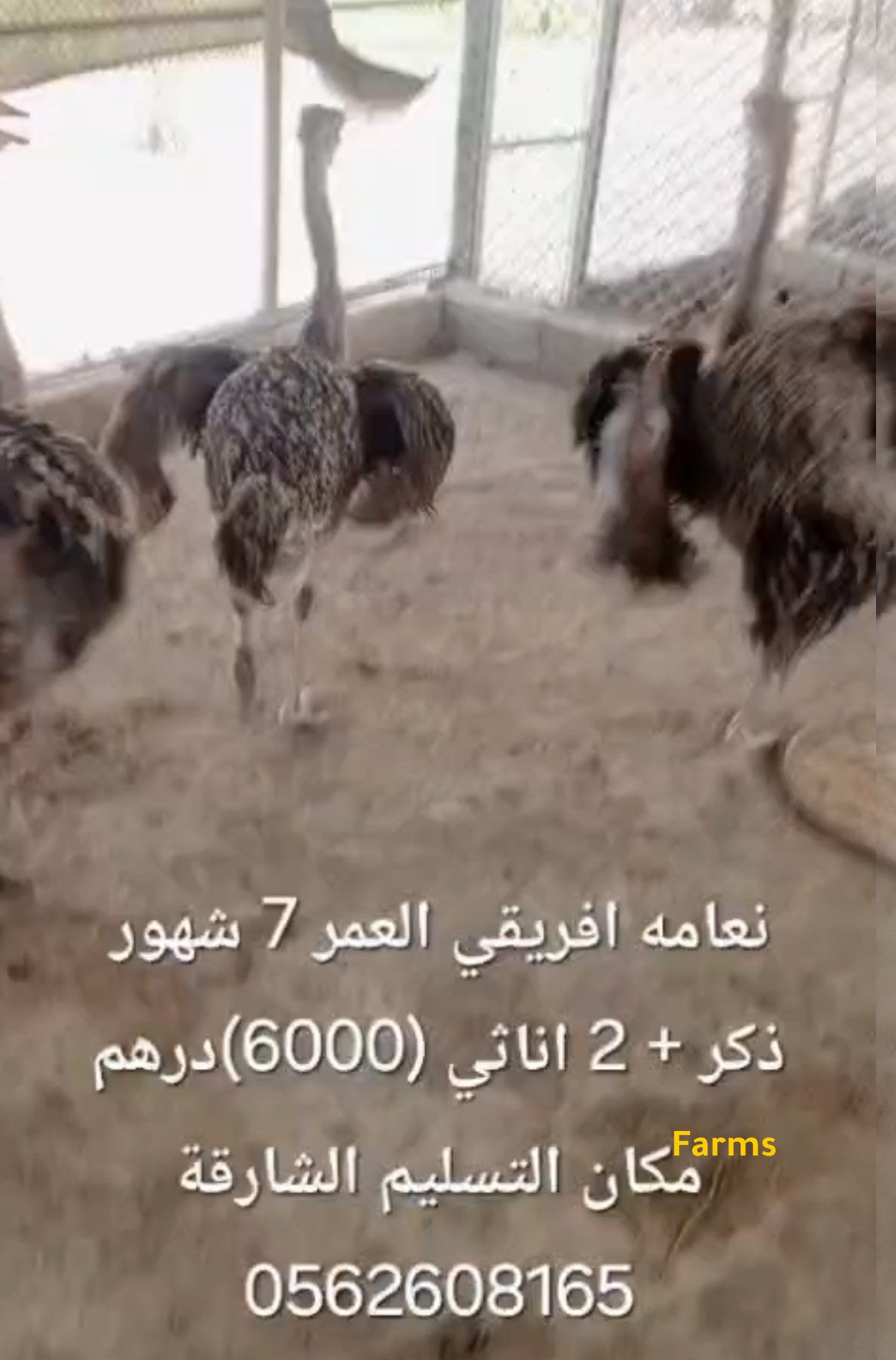 نعام افريقي بعمر 7 اشهر