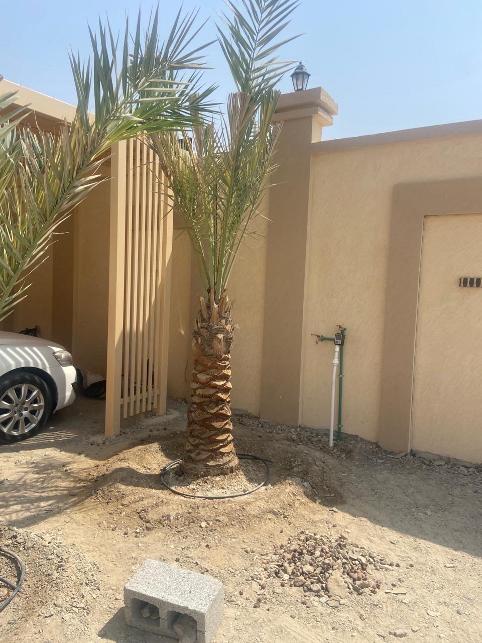 نخل 
النوع : شيشي 
العمر : غير معروف 
العدد : 2 
السعر : 700 درهم غير شامل التوصيل 
رسوم التوصيل: على حسب المنطقة 
للتواصل واتس أب: 0565887998