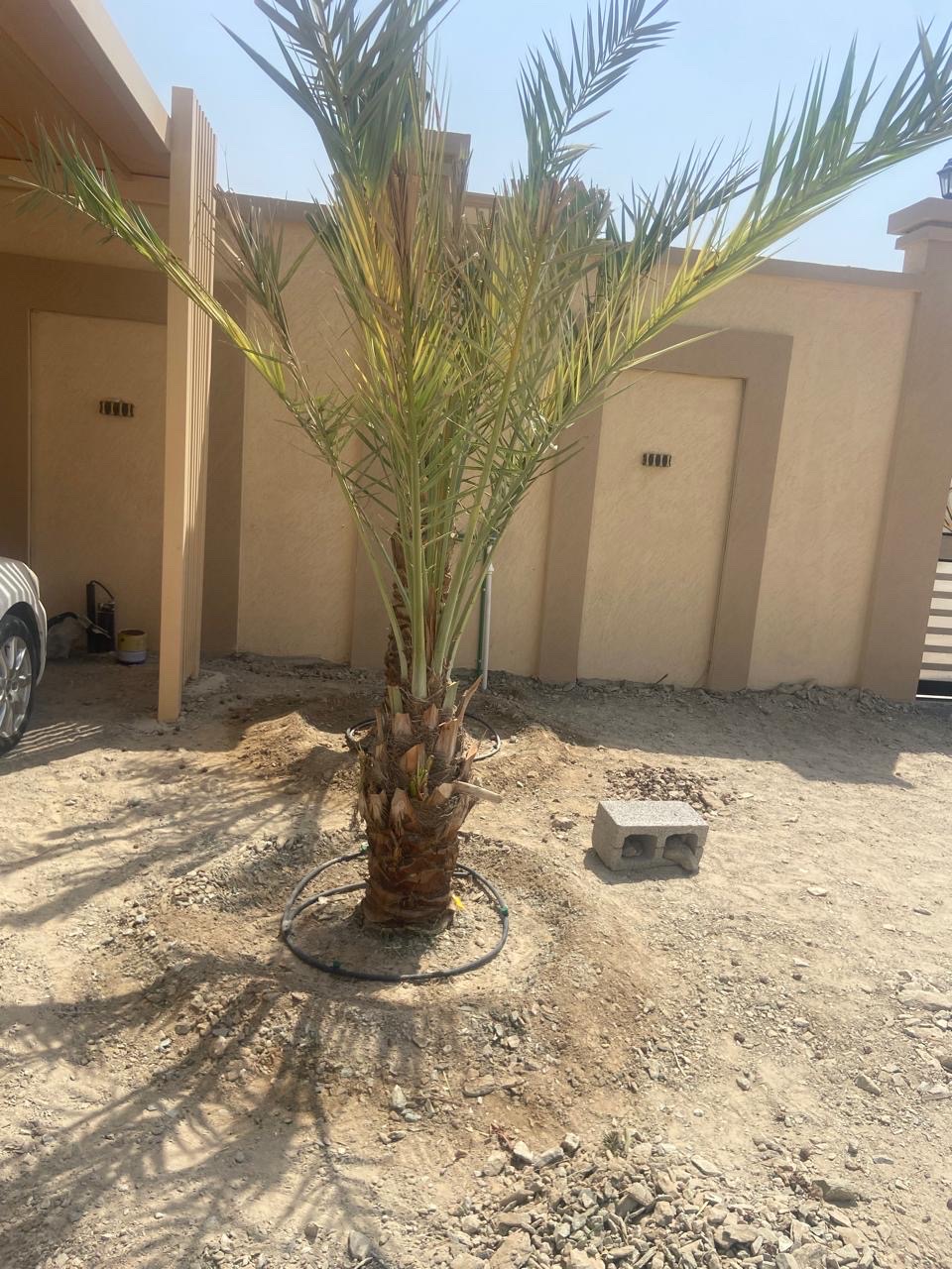 نخل 
النوع : شيشي 
العمر : غير معروف 
العدد : 2 
السعر : 700 درهم غير شامل التوصيل 
رسوم التوصيل: على حسب المنطقة 
للتواصل واتس أب: 0565887998