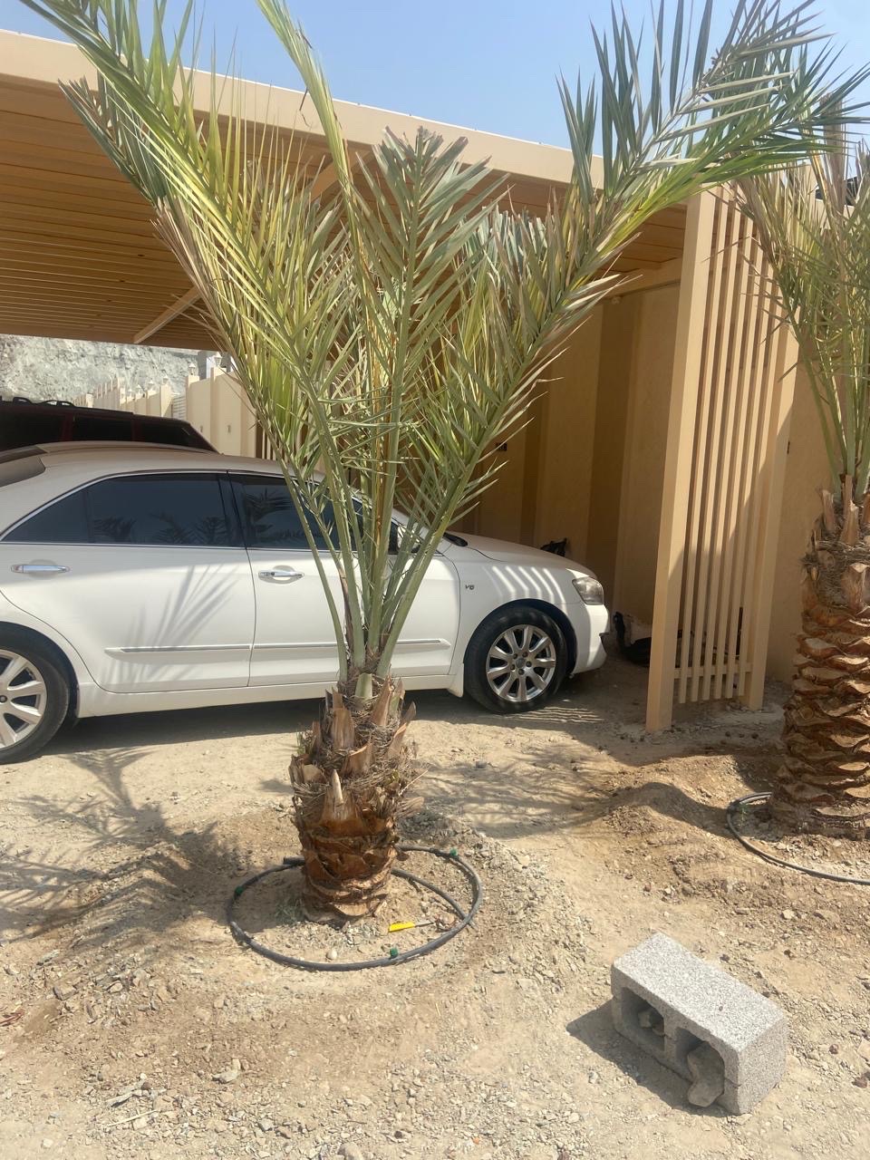 نخل 
النوع : شيشي 
العمر : غير معروف 
العدد : 2 
السعر : 700 درهم غير شامل التوصيل 
رسوم التوصيل: على حسب المنطقة 
للتواصل واتس أب: 0565887998