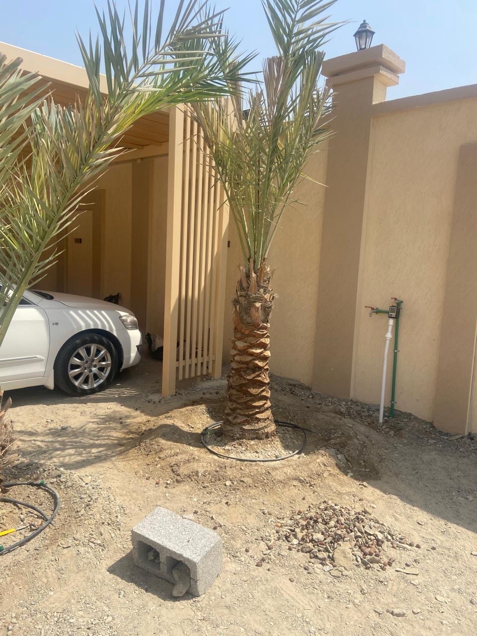 نخل 
النوع : شيشي 
العمر : غير معروف 
العدد : 2 
السعر : 700 درهم غير شامل التوصيل 
رسوم التوصيل: على حسب المنطقة 
للتواصل واتس أب: 0565887998