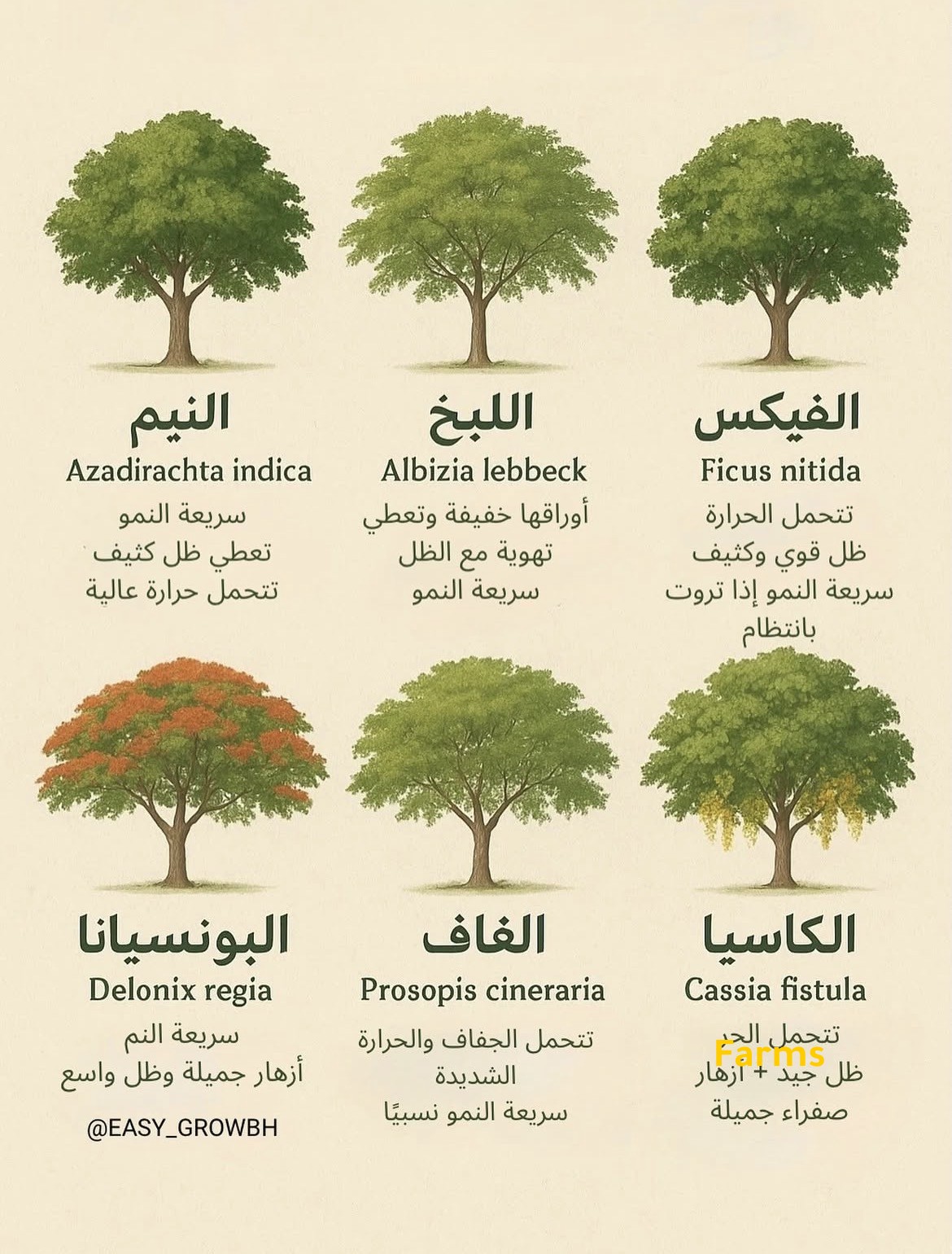 سلسلة اسماء وصور الاشجار 2