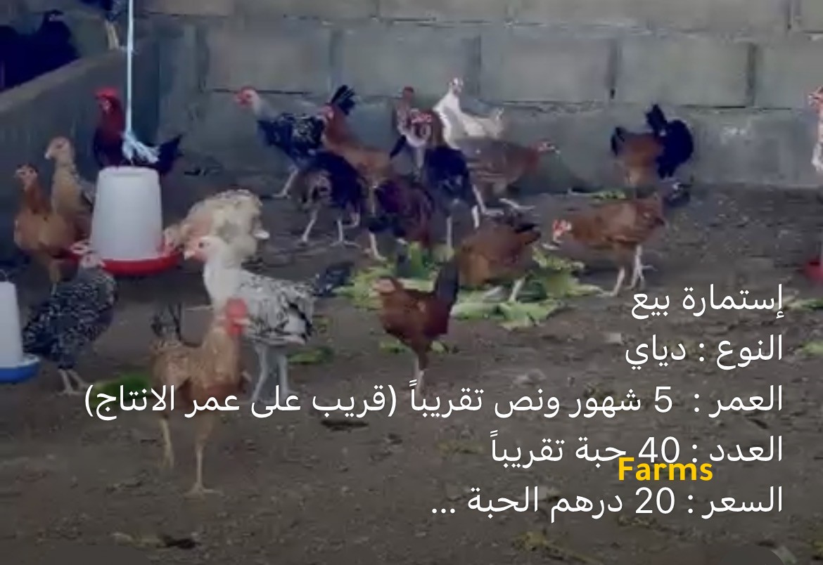 دجاج مكس بعمر 5.5 اشهر قريب الانتاج