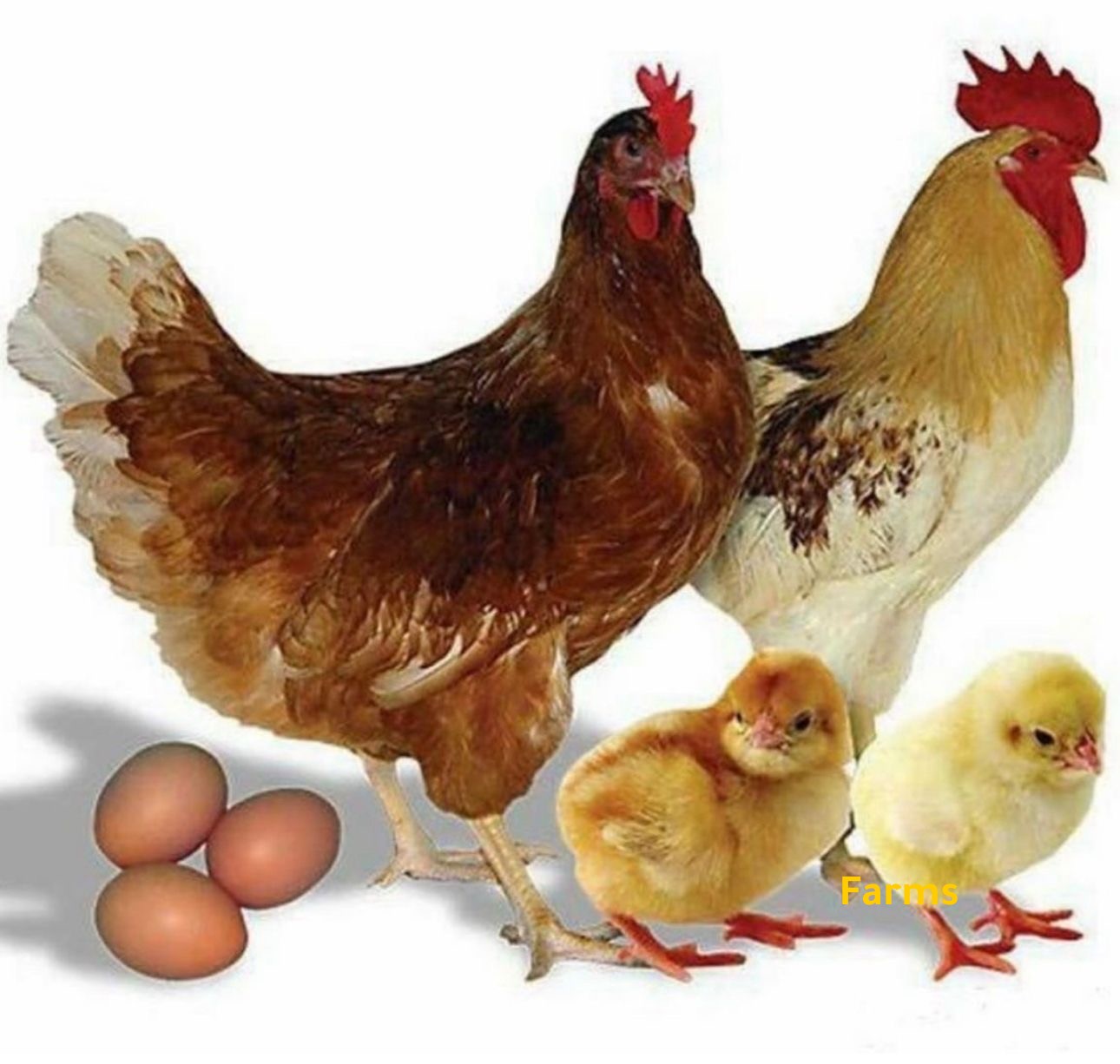 دجاج اللوهمان