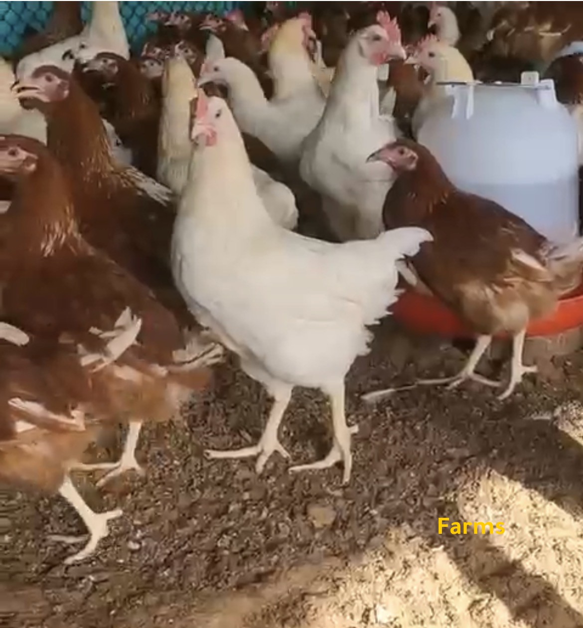 دجاج اللوهمان