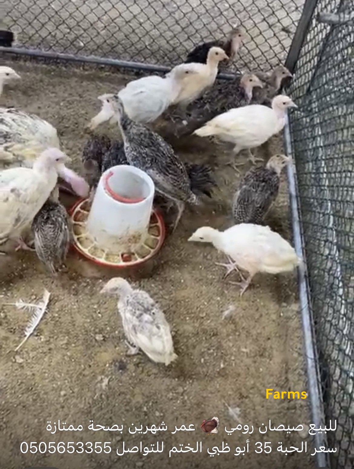 صيصان رومي بعمر شهرين