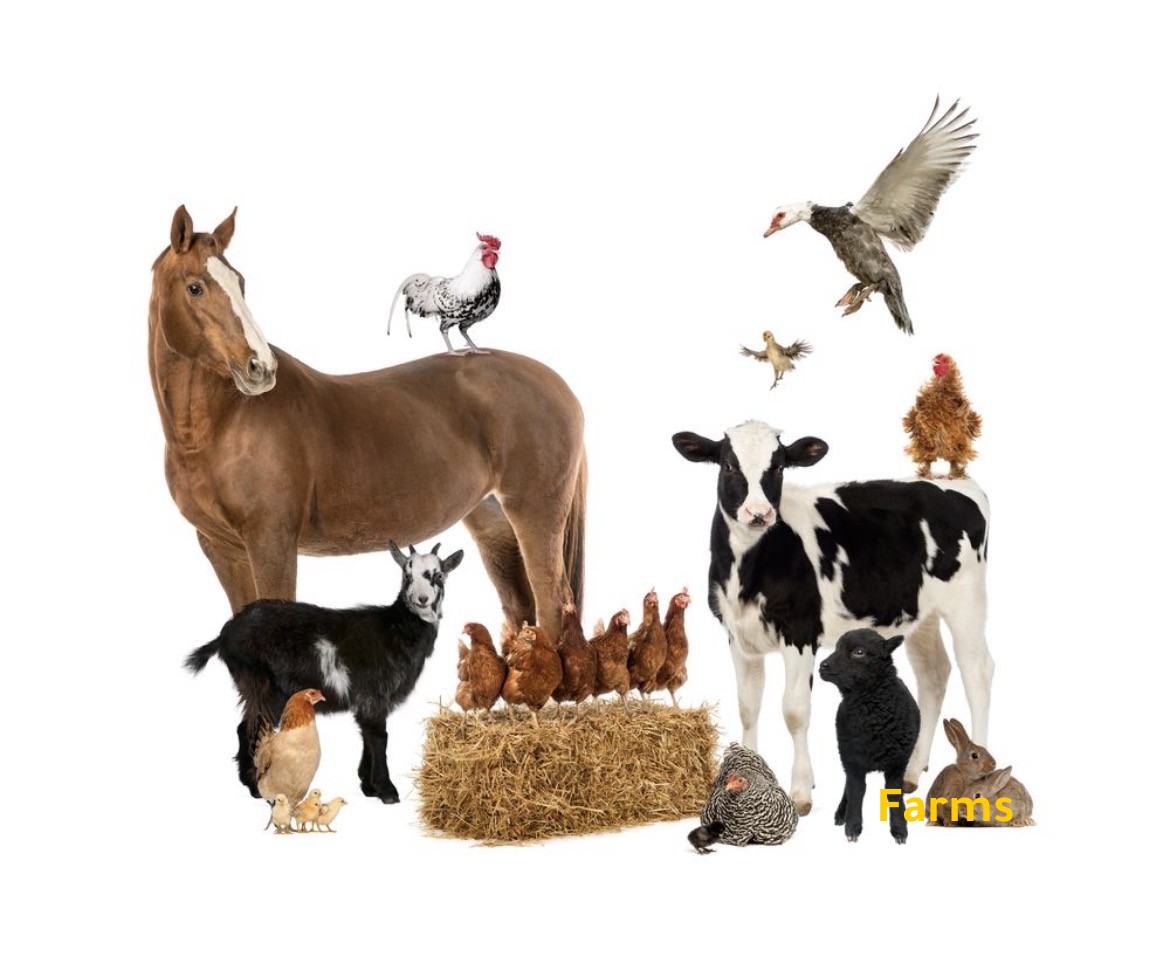 مزارع وعزب الامارات