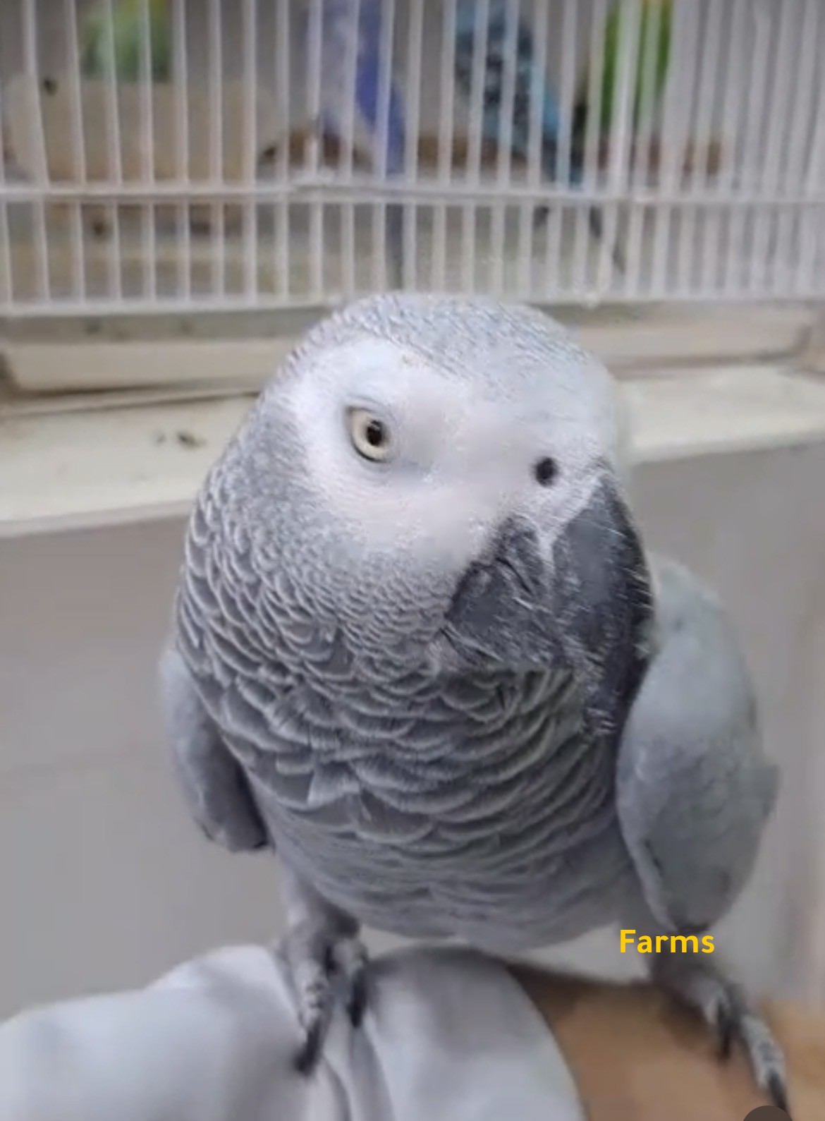 كاسكوا اليف حجم جامبو