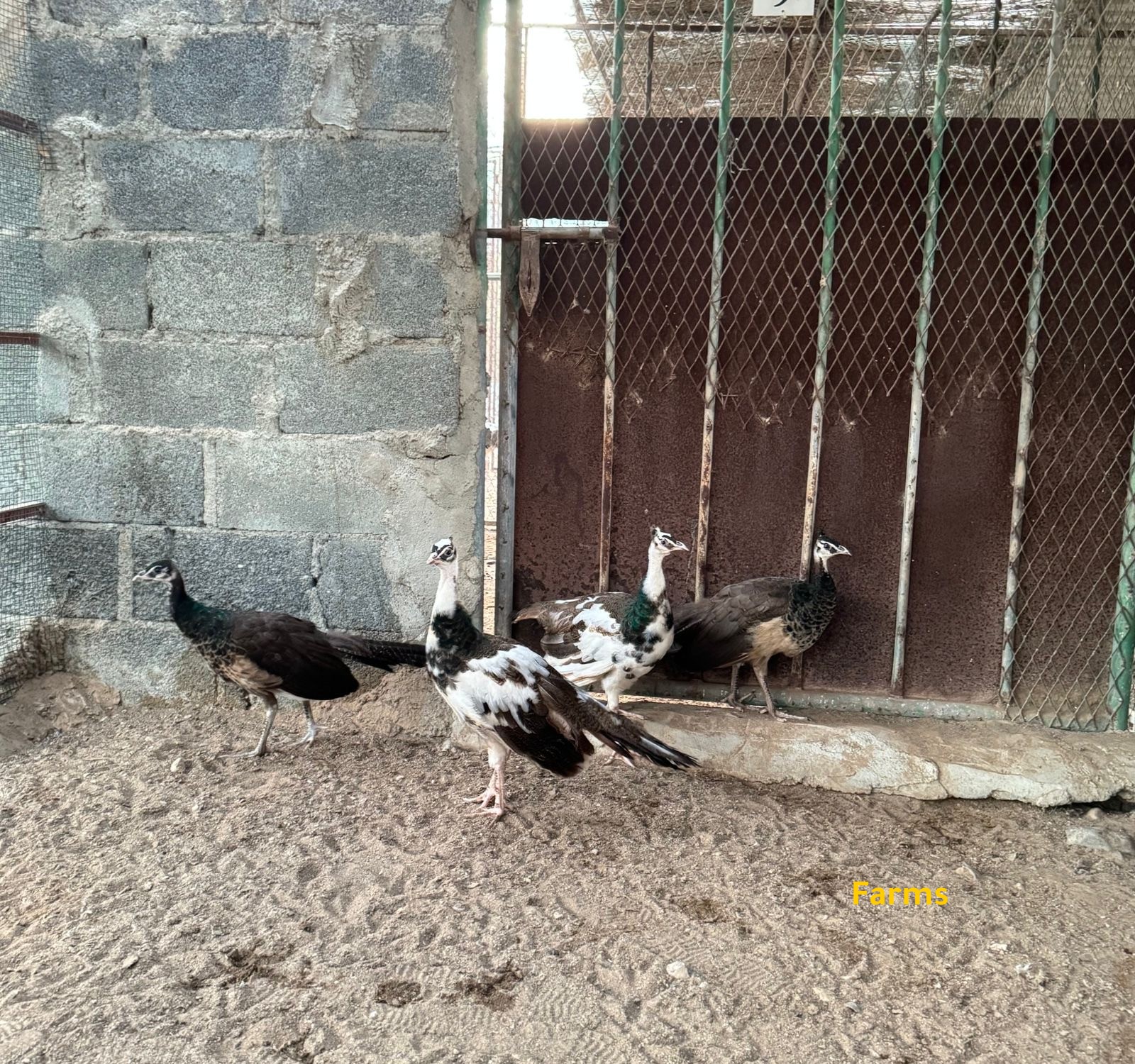 زوج طاوس الازرق