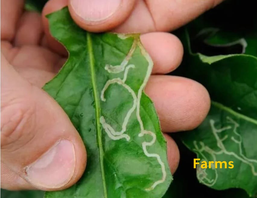 صانعة الانفاق