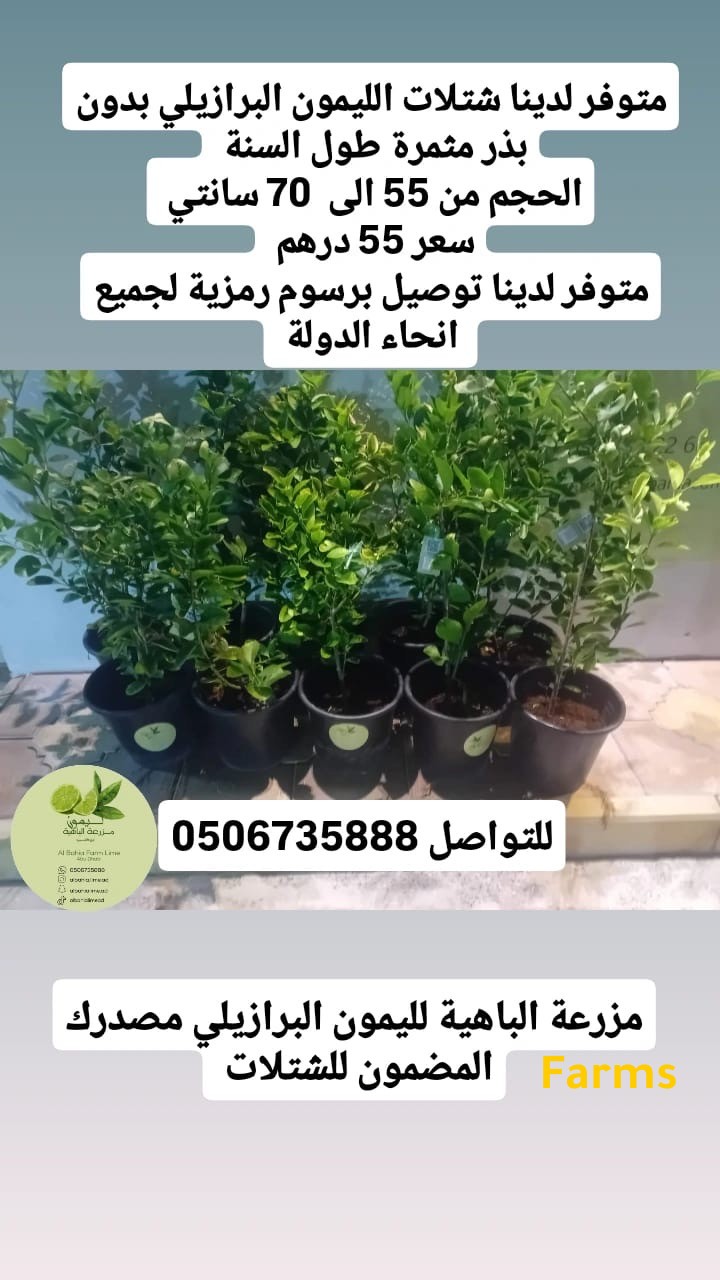 شتلات الليمون البرازيلي