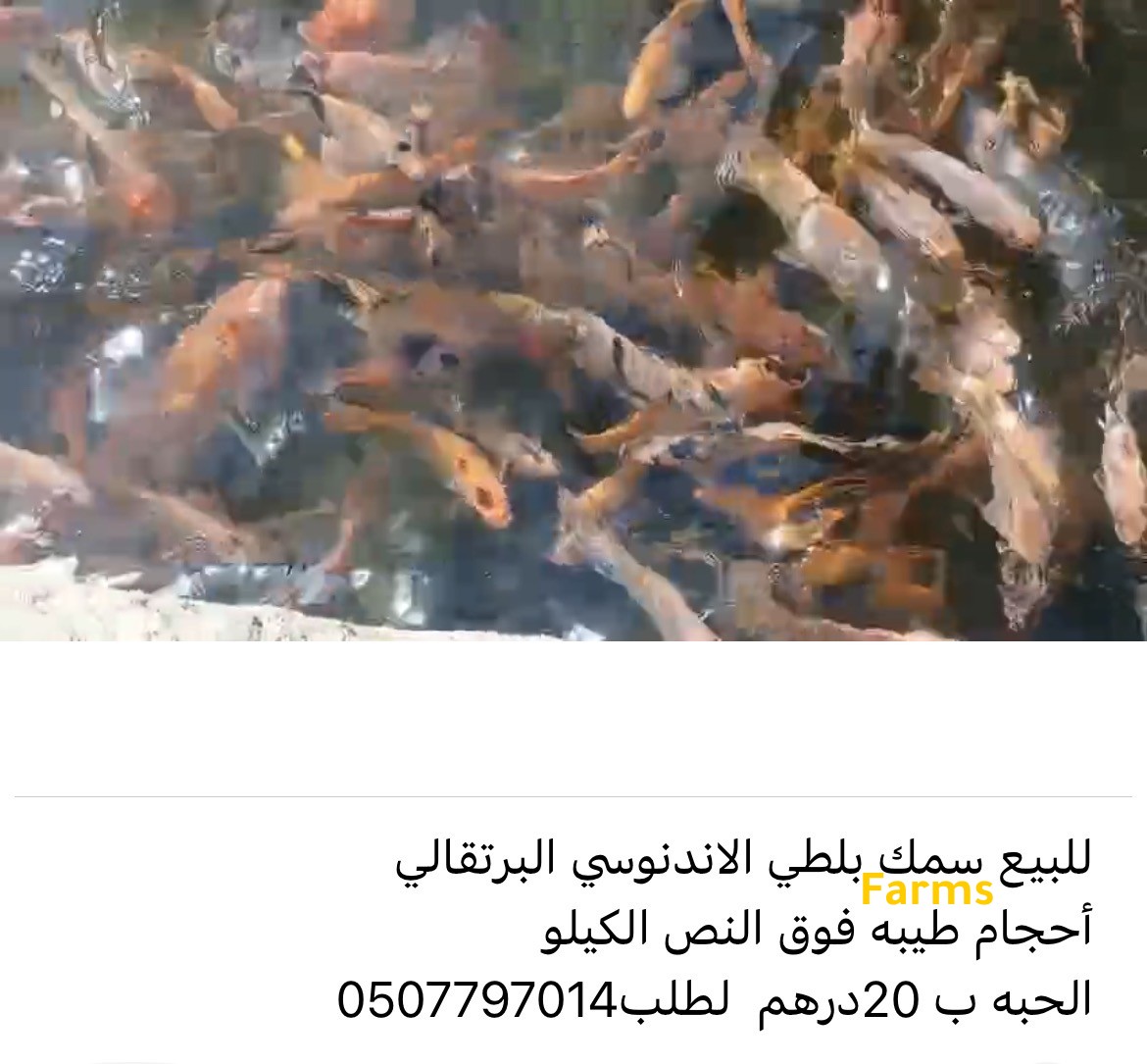 سمك بلطي الاحمر الاندونيسي