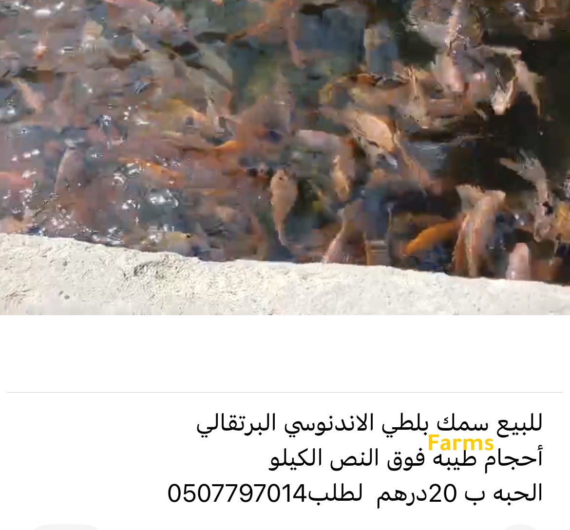 سمك بلطي الاحمر الاندونيسي