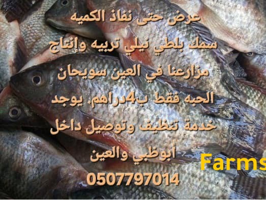 سمك بلطي للاكل