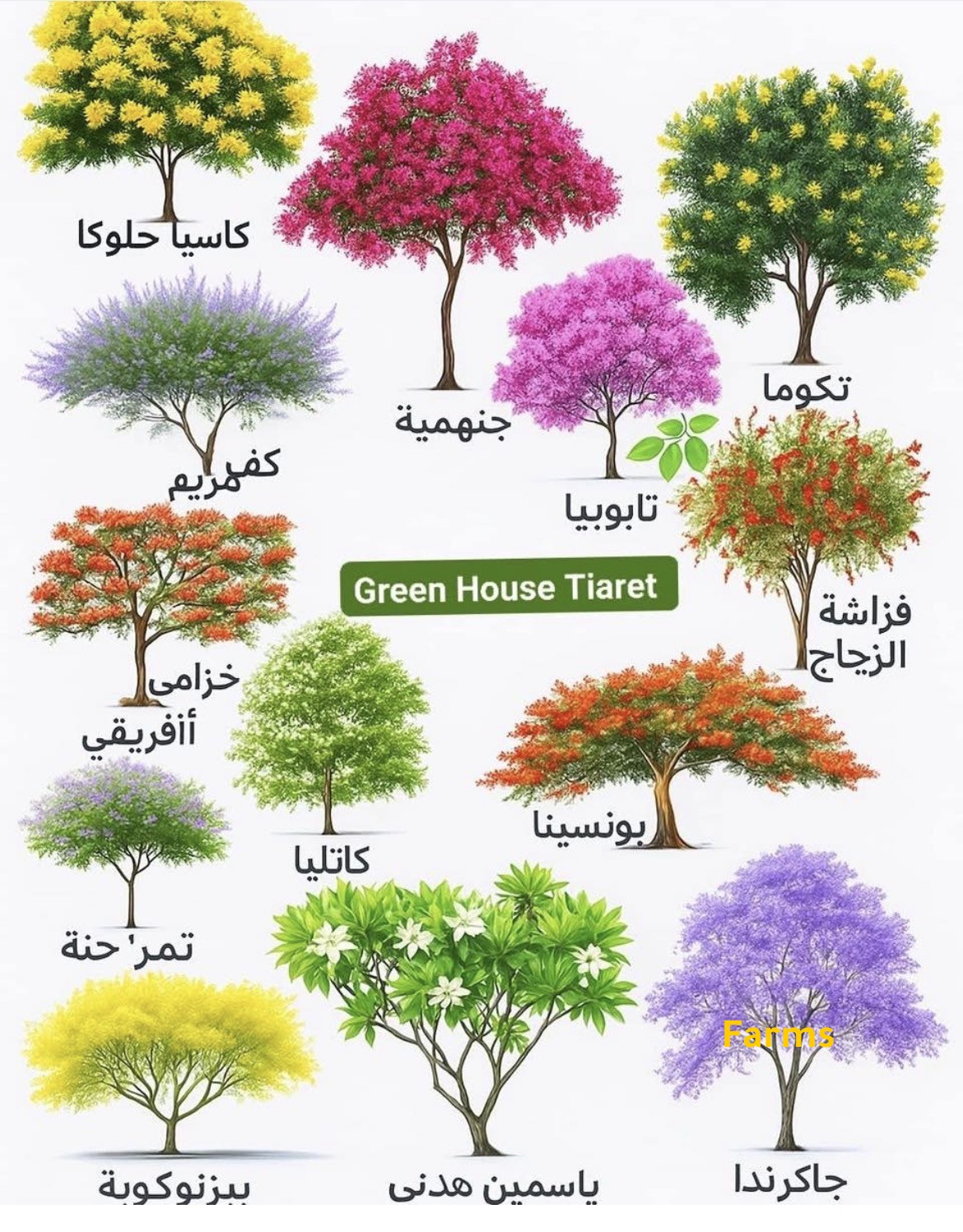 من انواع الاشجار