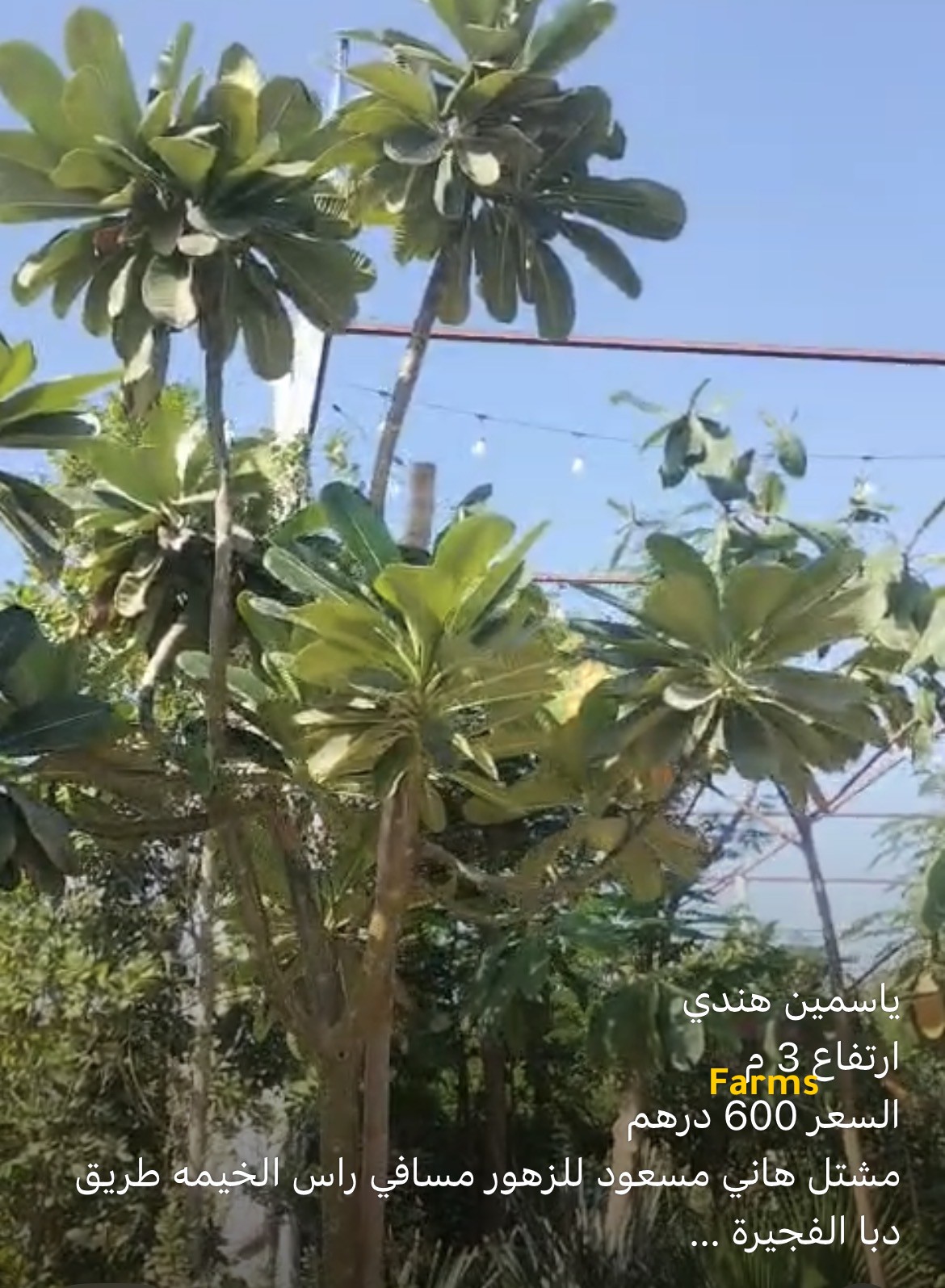 ياسمين هندي 3 متر