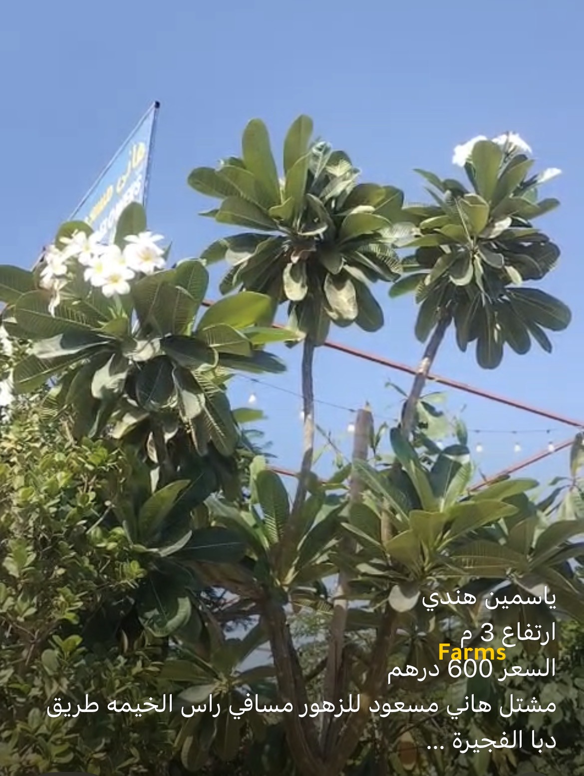 ياسمين هندي 3 متر