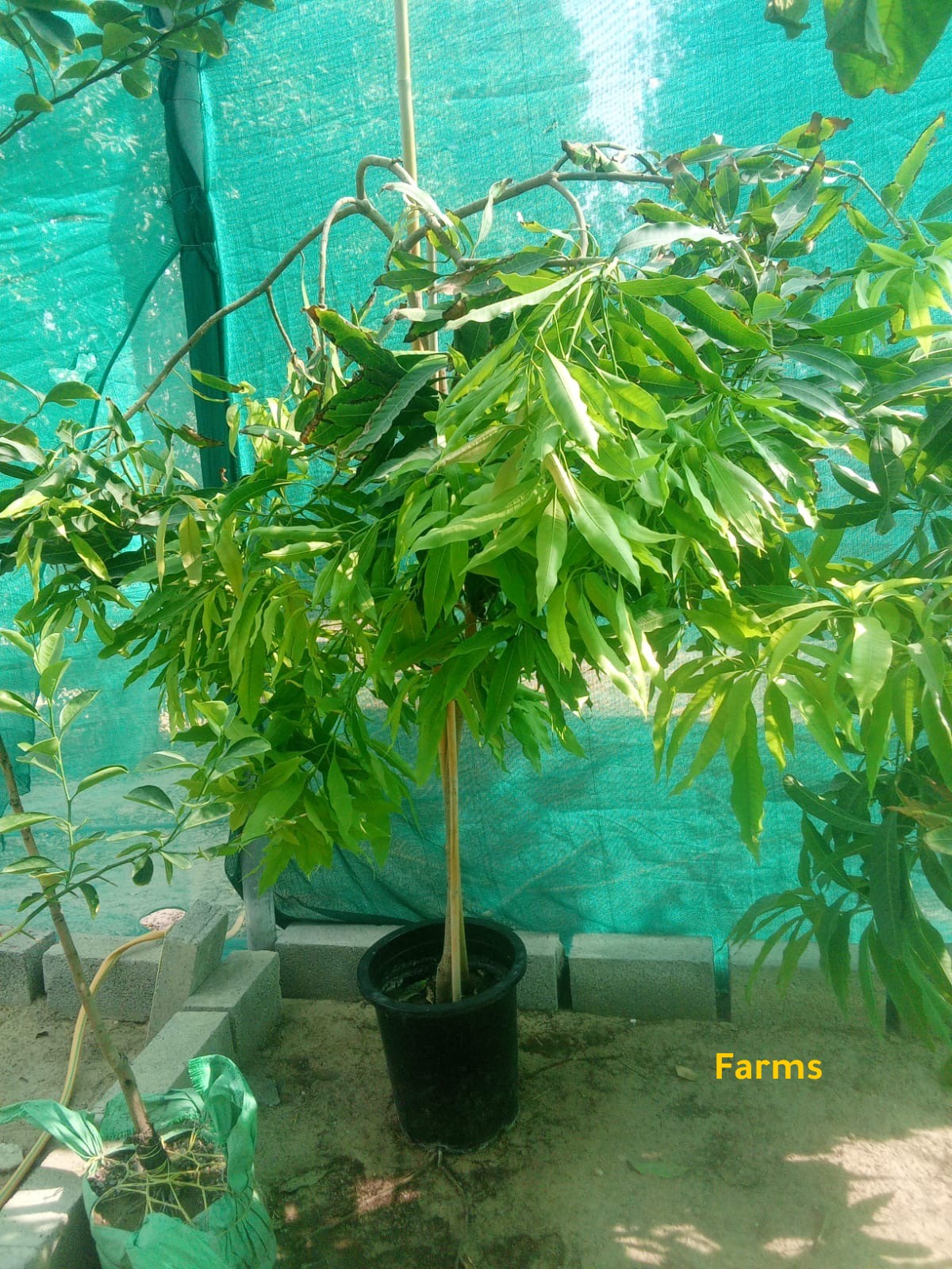 مانجو قراط باكستاني