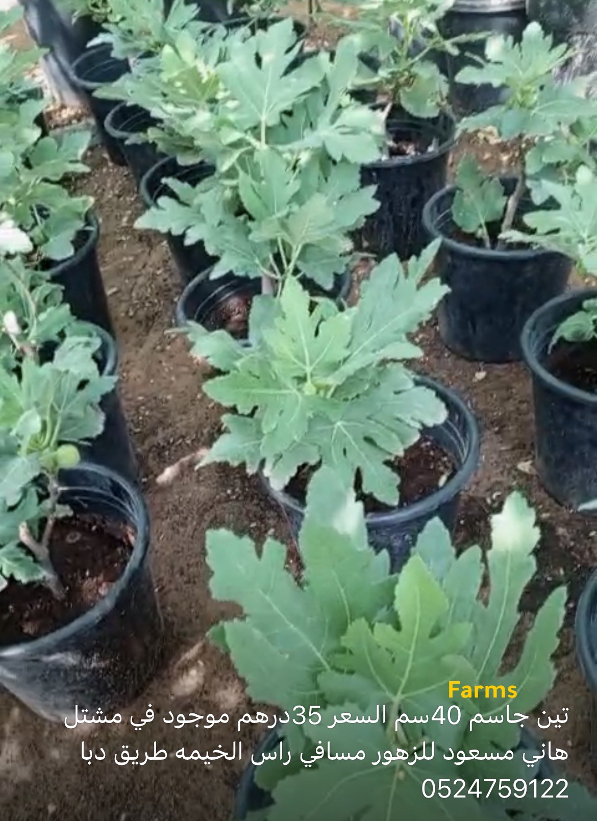 شتلات تين جاسم