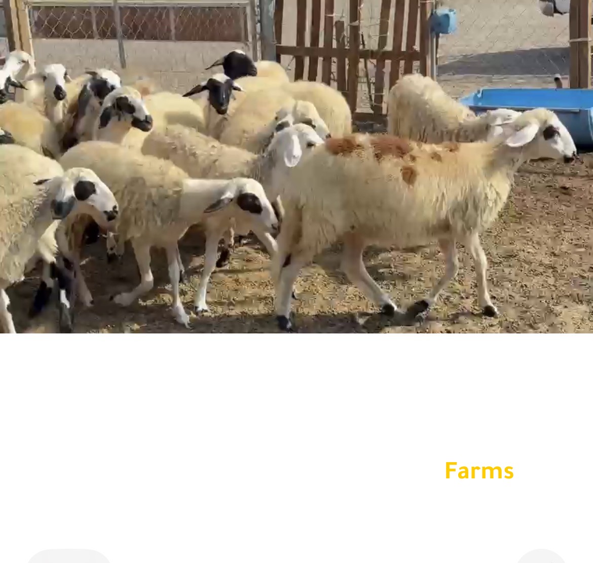 رخلات قبرصيه