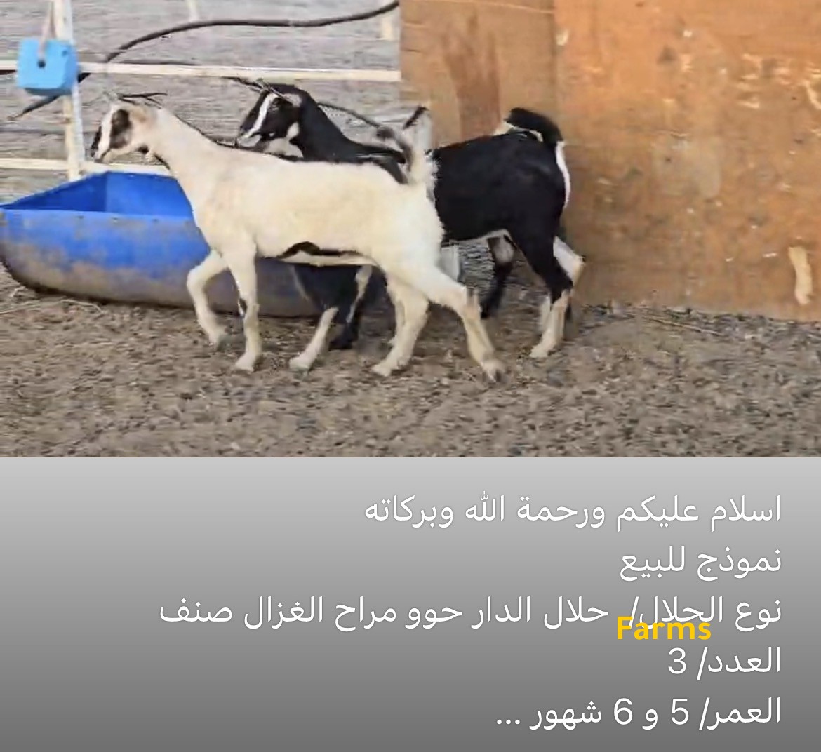 حلال الدار حو