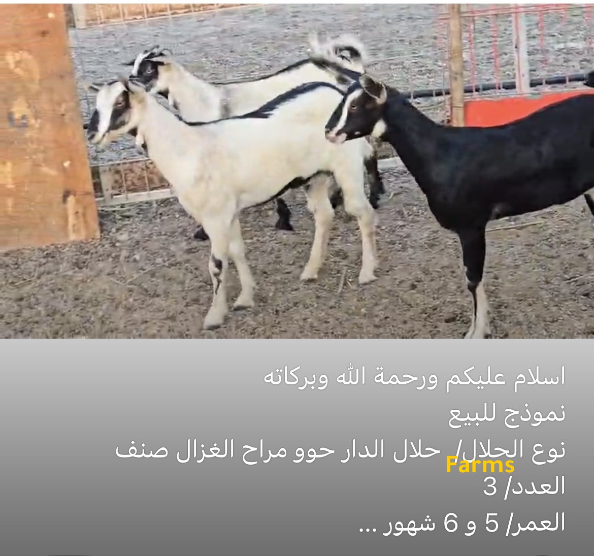 حلال الدار حو