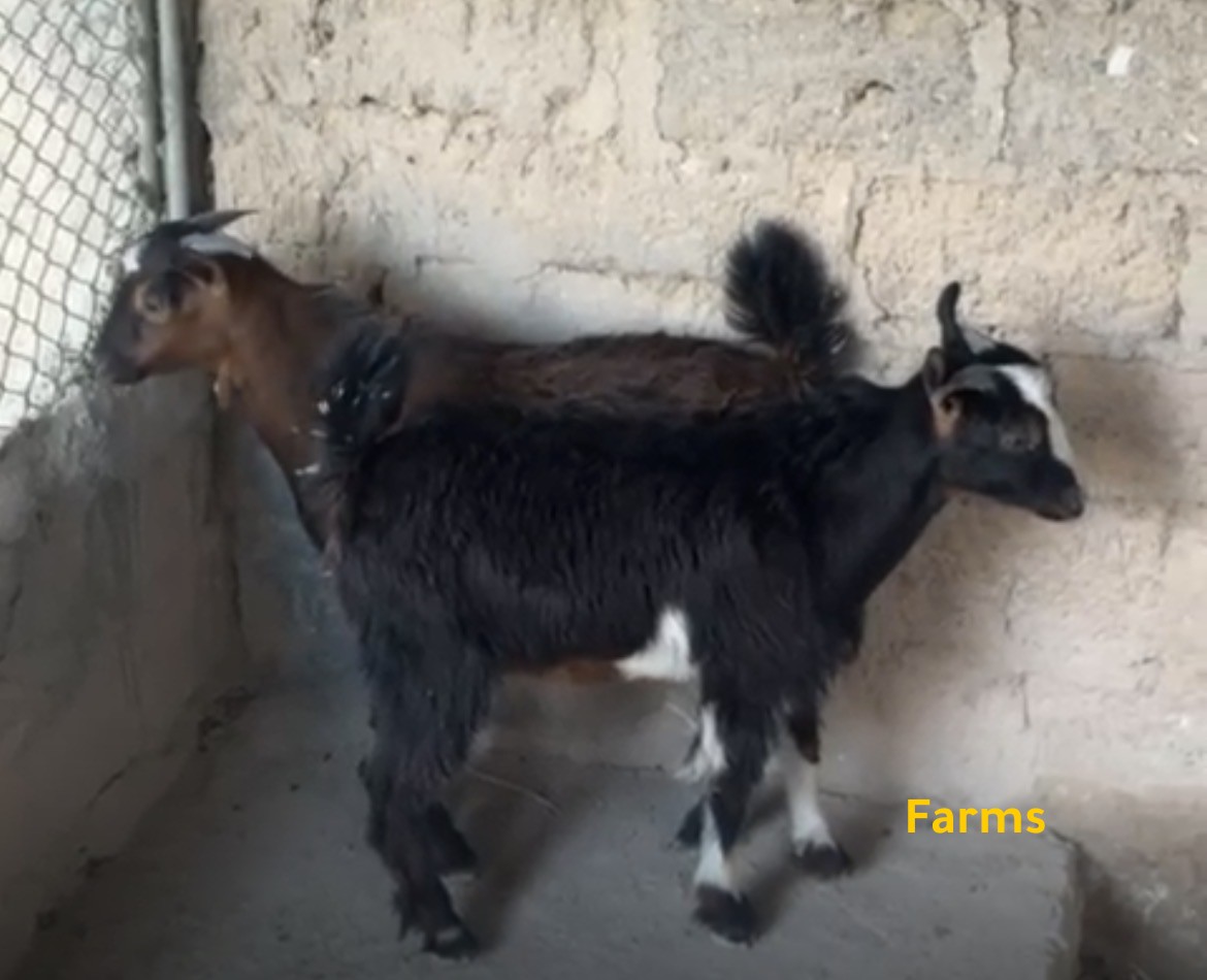 تيوس للبيع عدد 2