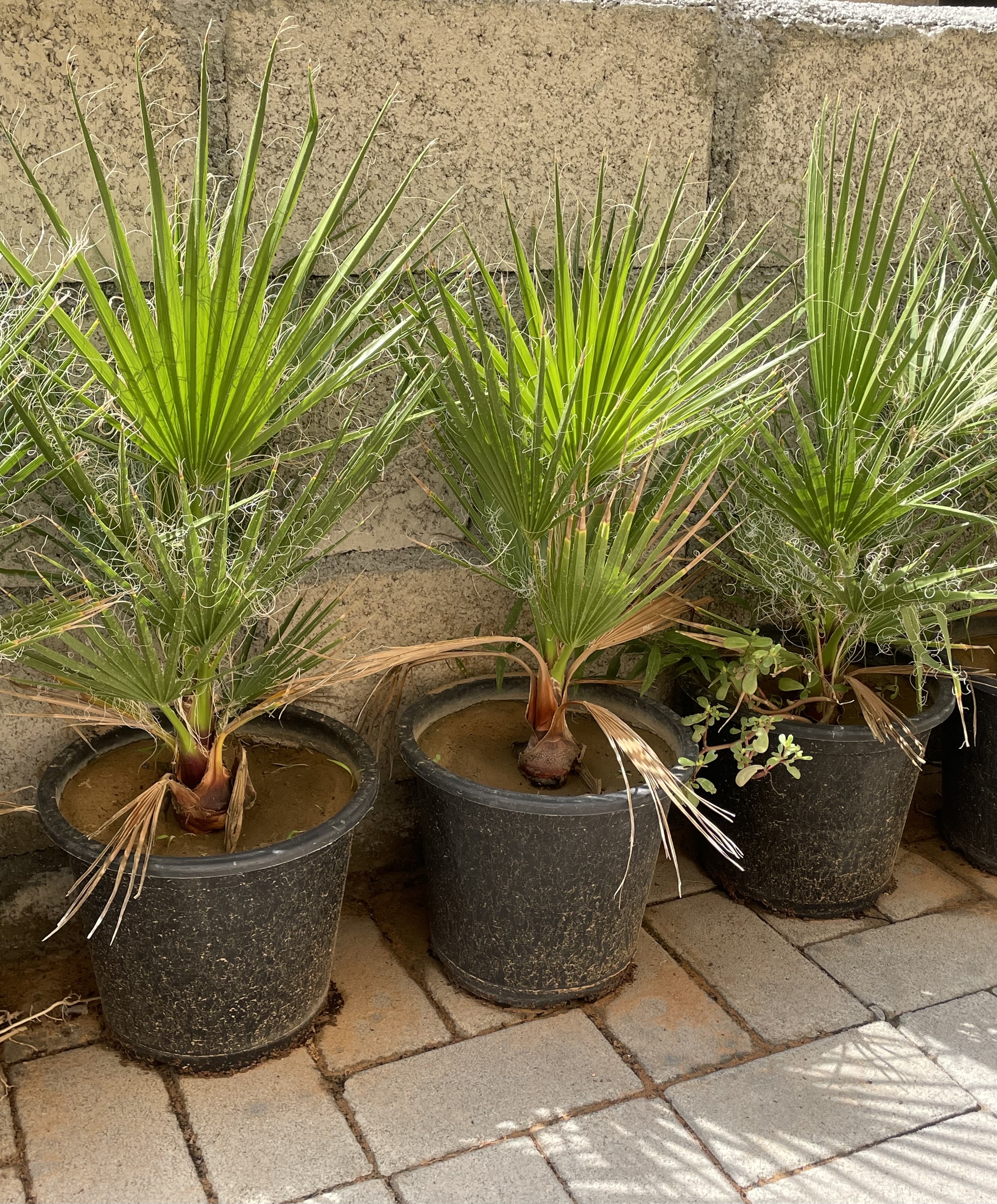 نخل واشنطن 
الارتفاع : 40cm
الكمية محدودة فقط  
السعر المطلوب : 75 درهم للحبه 
خدمة التوصيل متوفرة
الموقع : الفجيرة  منطقة: مسافي  
للتواصل : 0565887998 واتس أب فقط