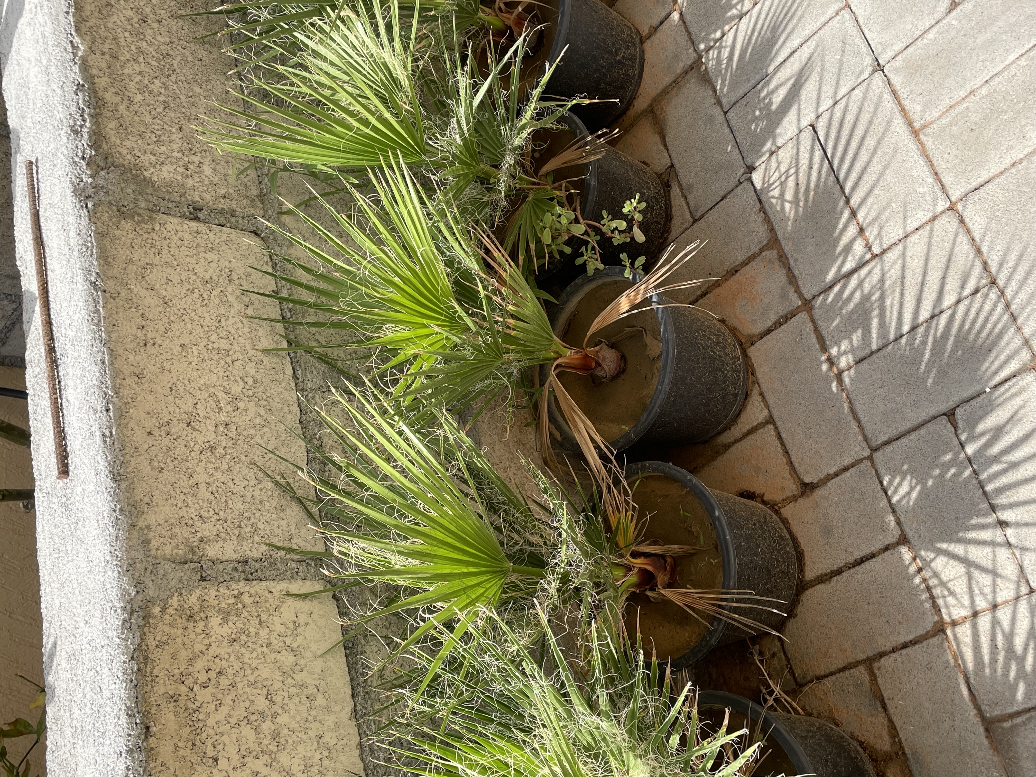 نخل واشنطن 
الارتفاع : 40cm
الكمية محدودة فقط  
السعر المطلوب : 75 درهم للحبه 
خدمة التوصيل متوفرة
الموقع : الفجيرة  منطقة: مسافي  
للتواصل : 0565887998 واتس أب فقط