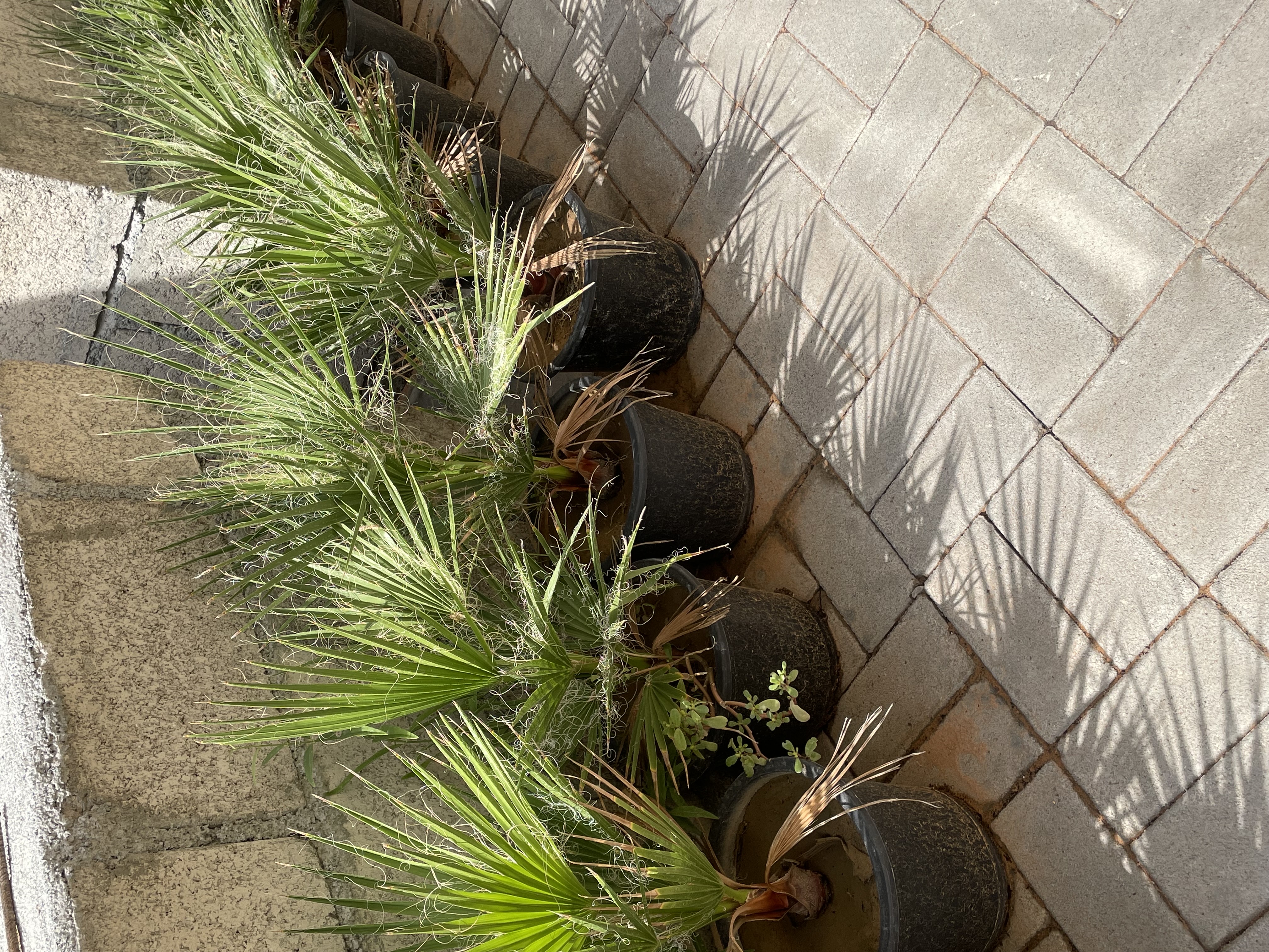 نخل واشنطن 
الارتفاع : 40cm
الكمية محدودة فقط  
السعر المطلوب : 75 درهم للحبه 
خدمة التوصيل متوفرة
الموقع : الفجيرة  منطقة: مسافي  
للتواصل : 0565887998 واتس أب فقط