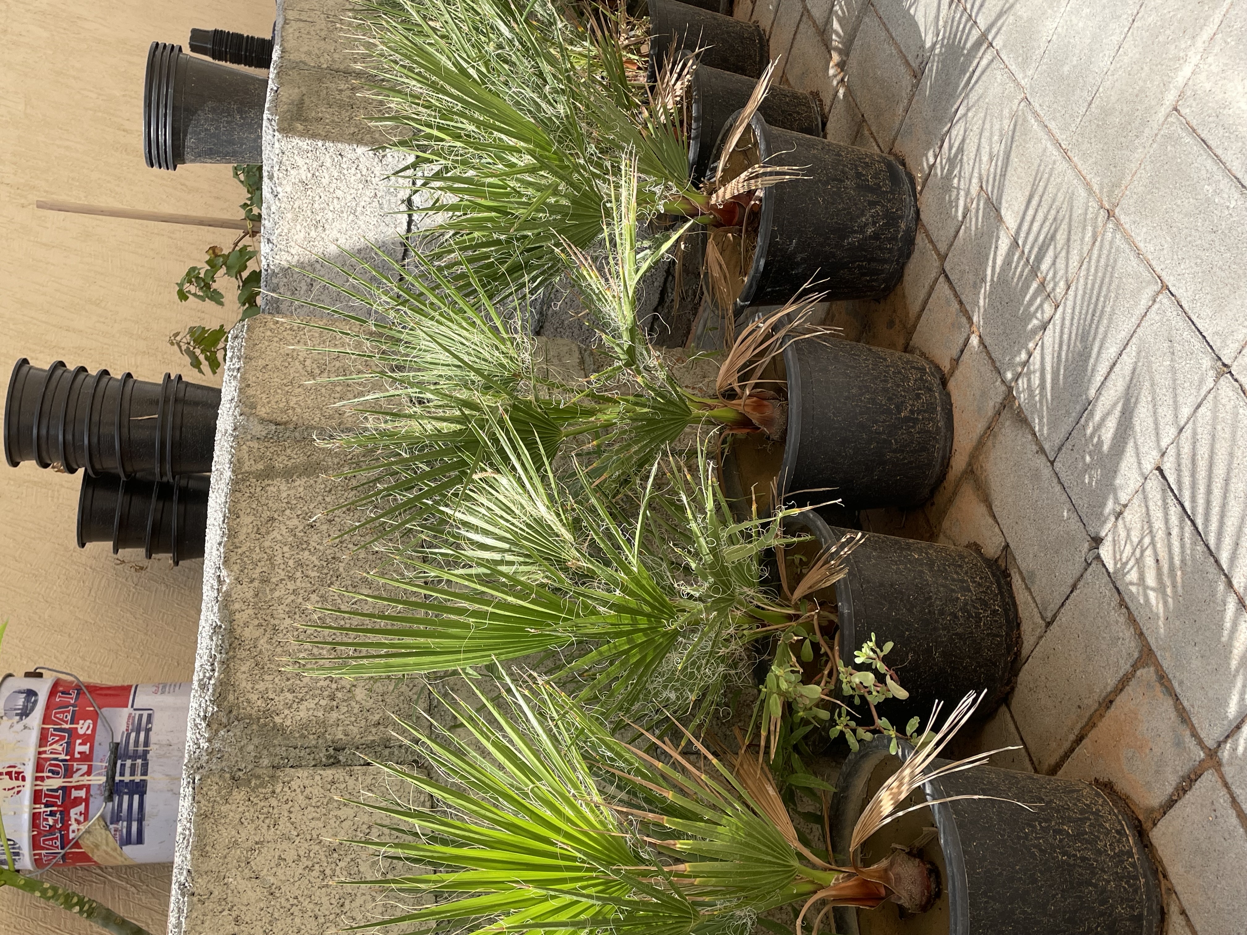 نخل واشنطن 
الارتفاع : 40cm
الكمية محدودة فقط  
السعر المطلوب : 75 درهم للحبه 
خدمة التوصيل متوفرة
الموقع : الفجيرة  منطقة: مسافي  
للتواصل : 0565887998 واتس أب فقط