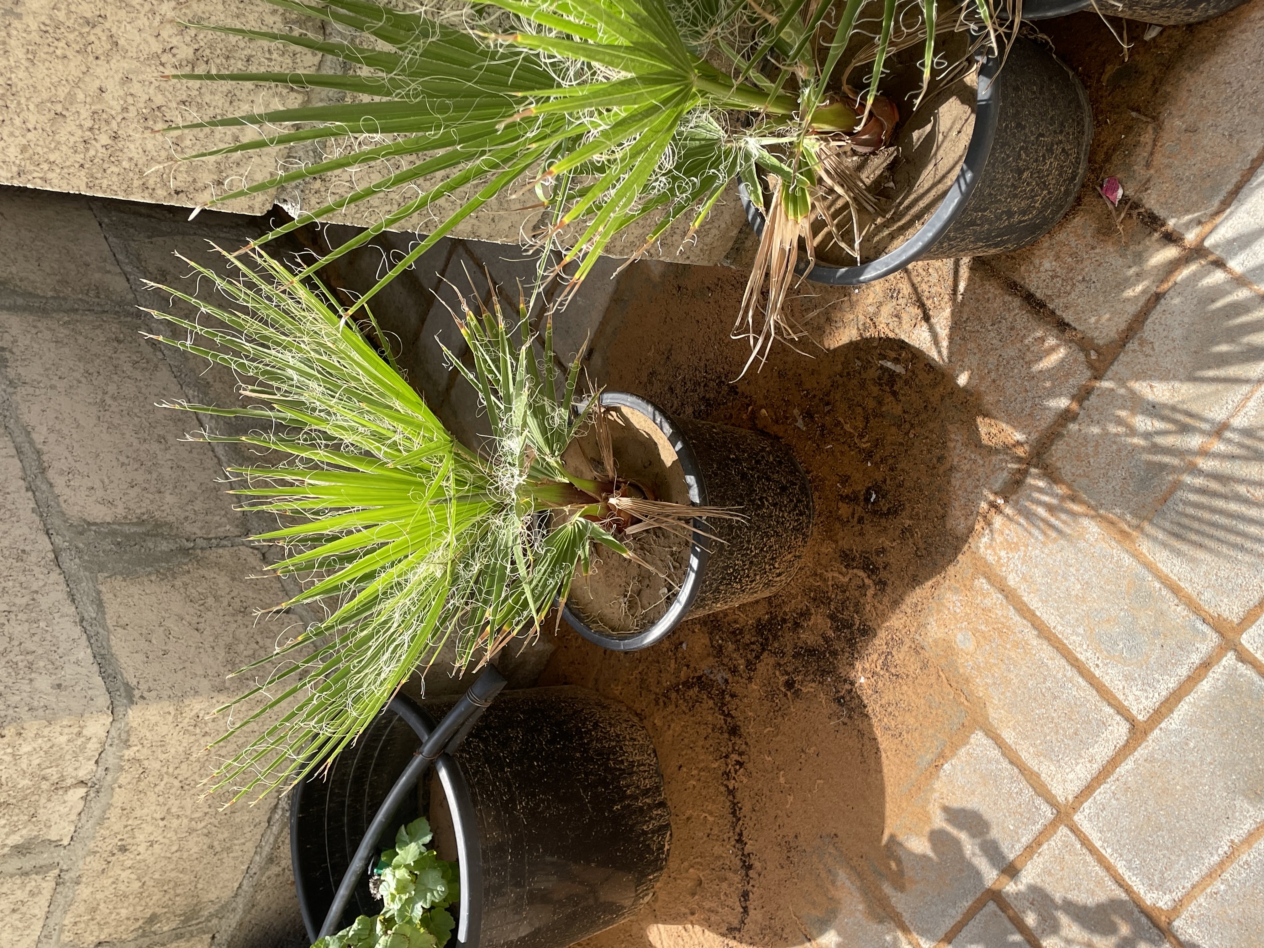 نخل واشنطن 
الارتفاع : 40cm
الكمية محدودة فقط  
السعر المطلوب : 75 درهم للحبه 
خدمة التوصيل متوفرة
الموقع : الفجيرة  منطقة: مسافي  
للتواصل : 0565887998 واتس أب فقط