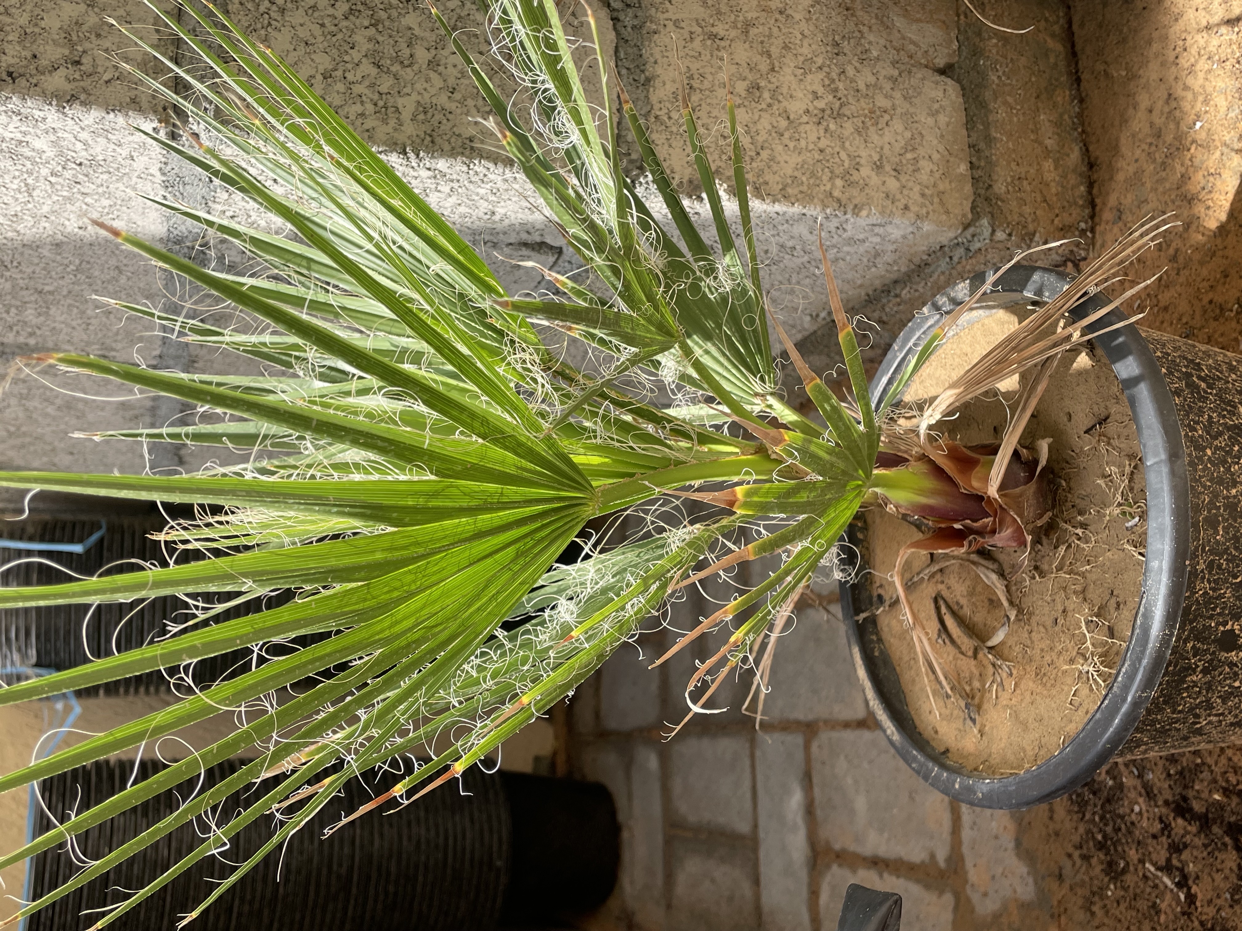 نخل واشنطن 
الارتفاع : 40cm
الكمية محدودة فقط  
السعر المطلوب : 75 درهم للحبه 
خدمة التوصيل متوفرة
الموقع : الفجيرة  منطقة: مسافي  
للتواصل : 0565887998 واتس أب فقط