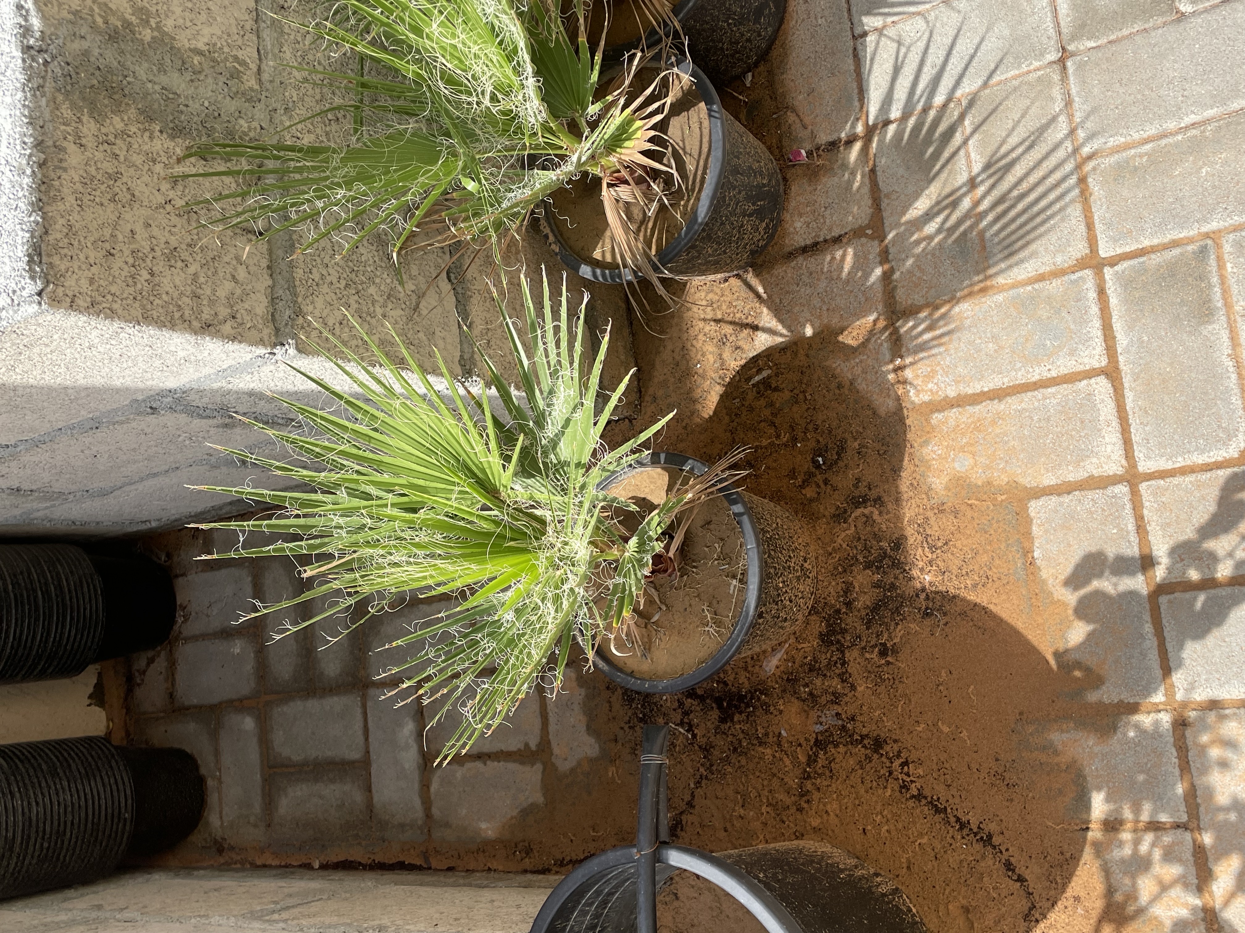 نخل واشنطن 
الارتفاع : 40cm
الكمية محدودة فقط  
السعر المطلوب : 75 درهم للحبه 
خدمة التوصيل متوفرة
الموقع : الفجيرة  منطقة: مسافي  
للتواصل : 0565887998 واتس أب فقط